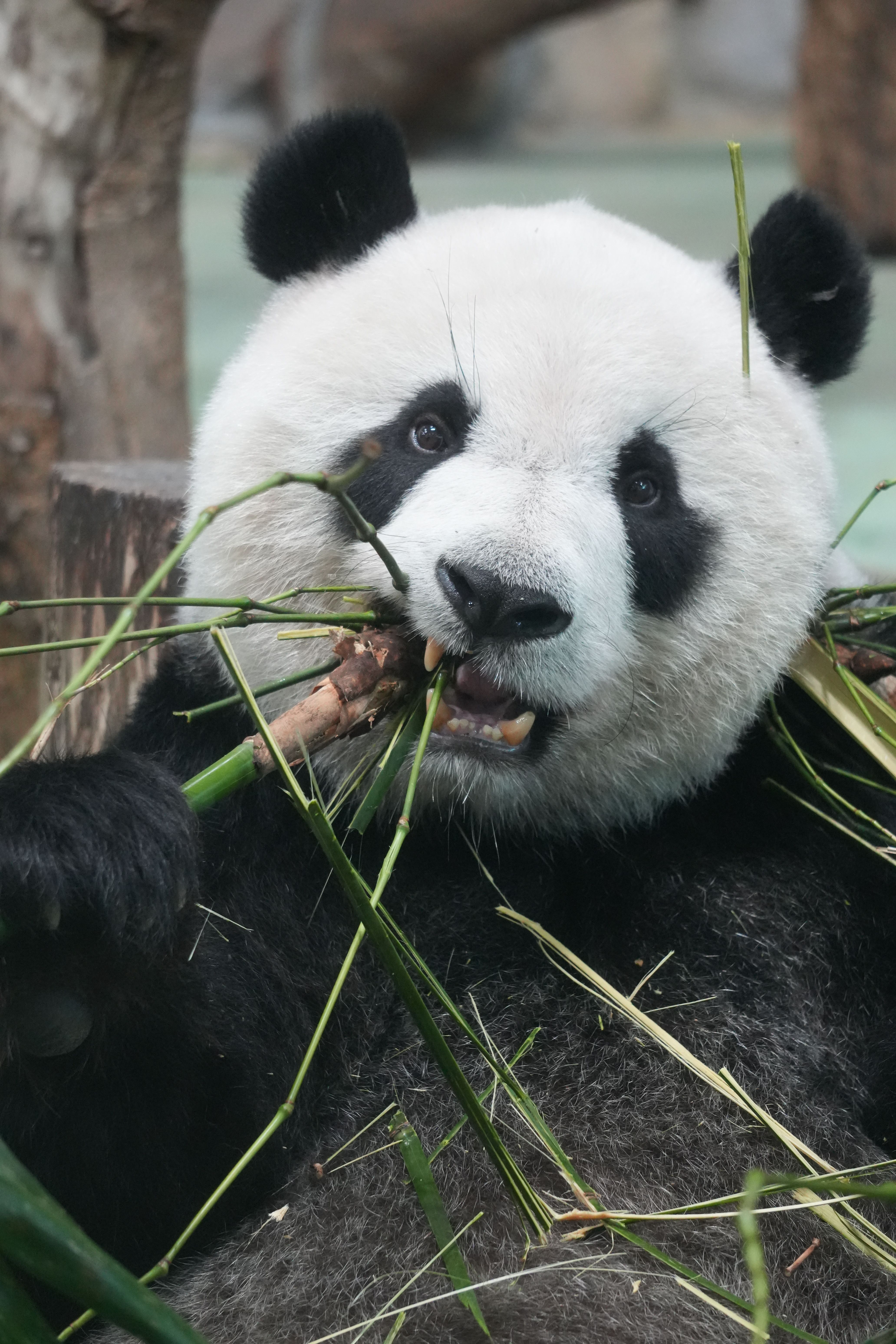 Adorable Giant Panda Enjoying Bamboo Snack · Free Stock Photo