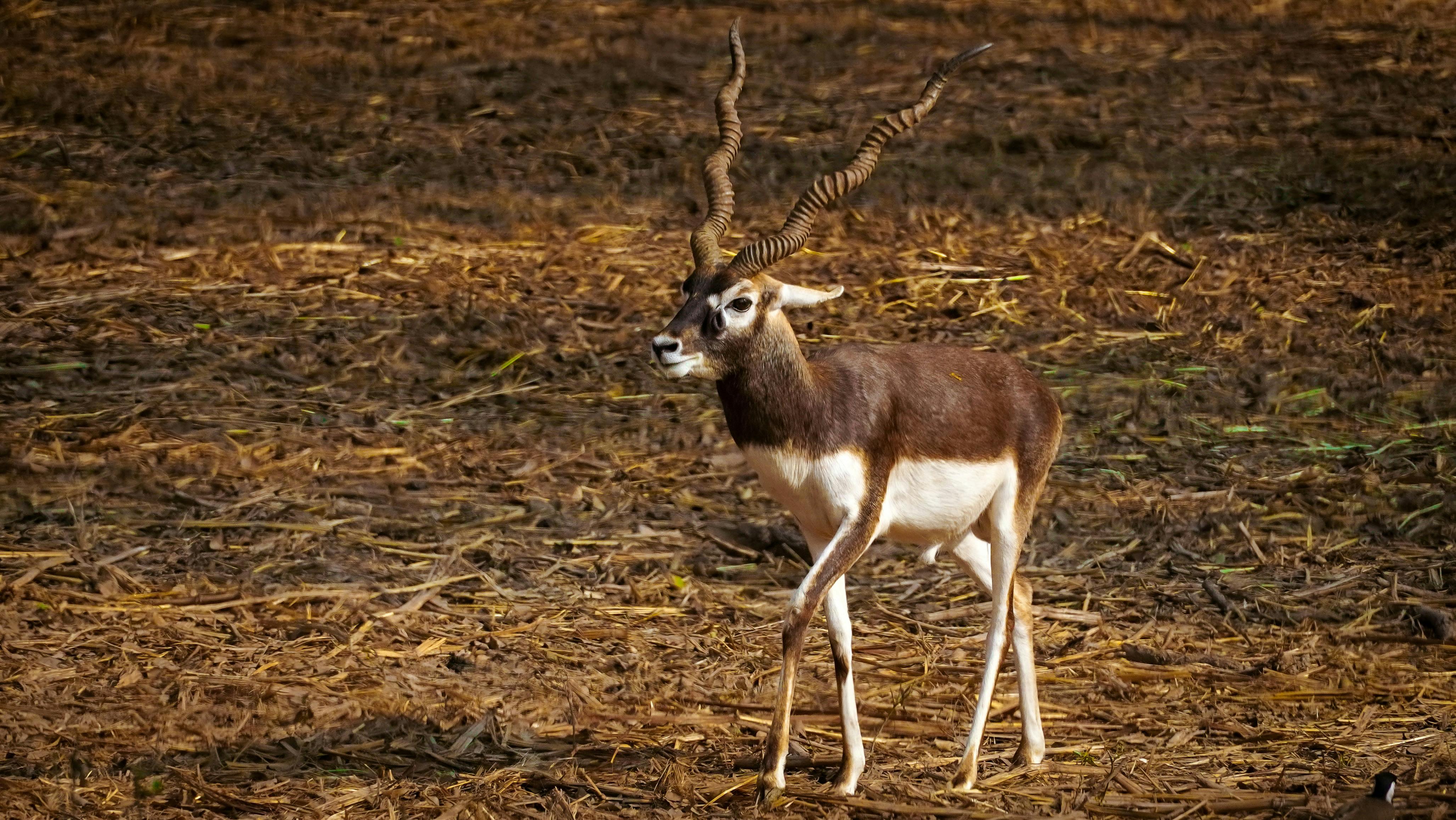 A stunning blackbuck antelope captured in its natural habitat in Barauli, India.