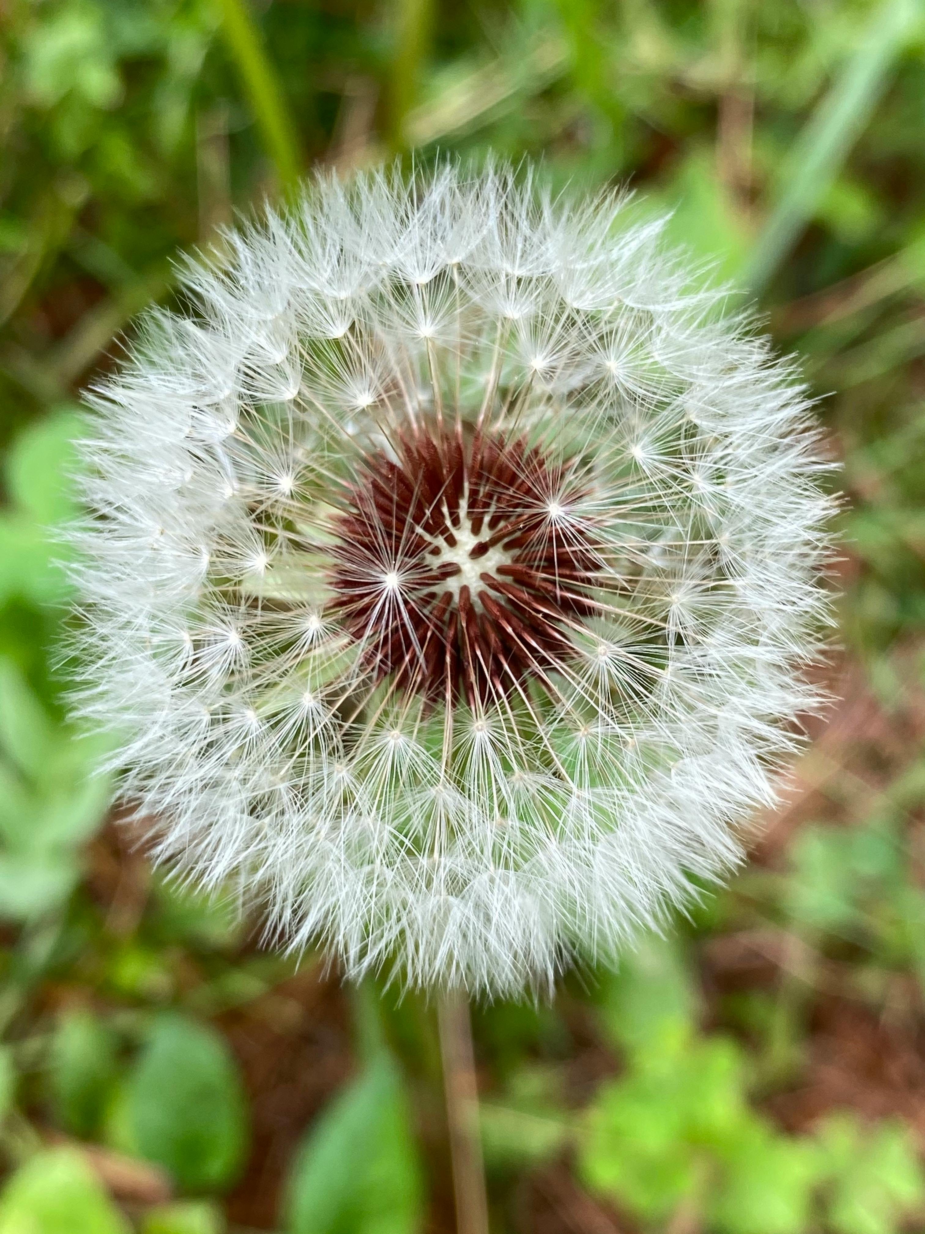 Detailed closeup of a dandelion (Taraxacum officinale) seed head outdoors in spring in Massachusetts.