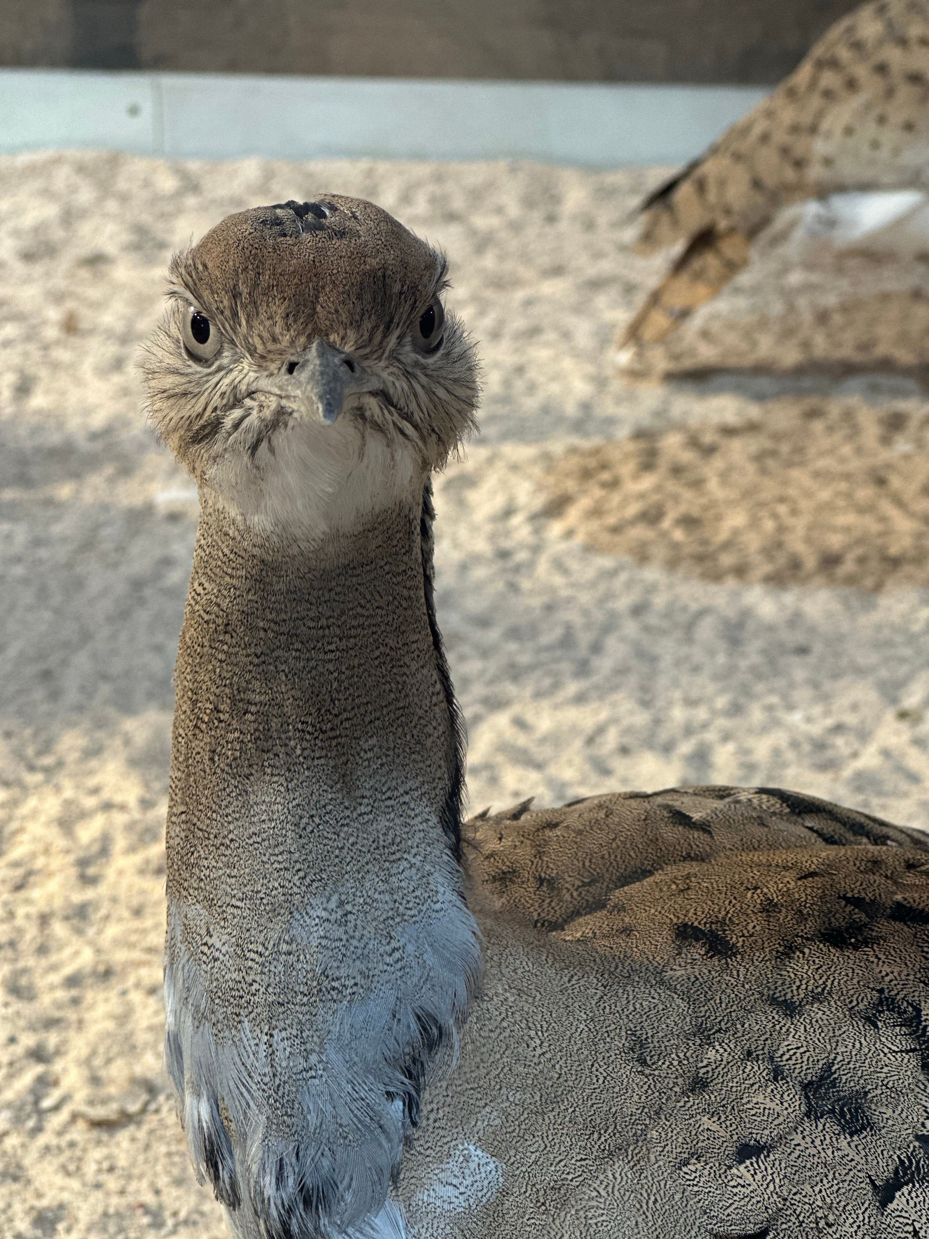 Close-up of a Kori Bustard in Doha Zoo · Free Stock Photo