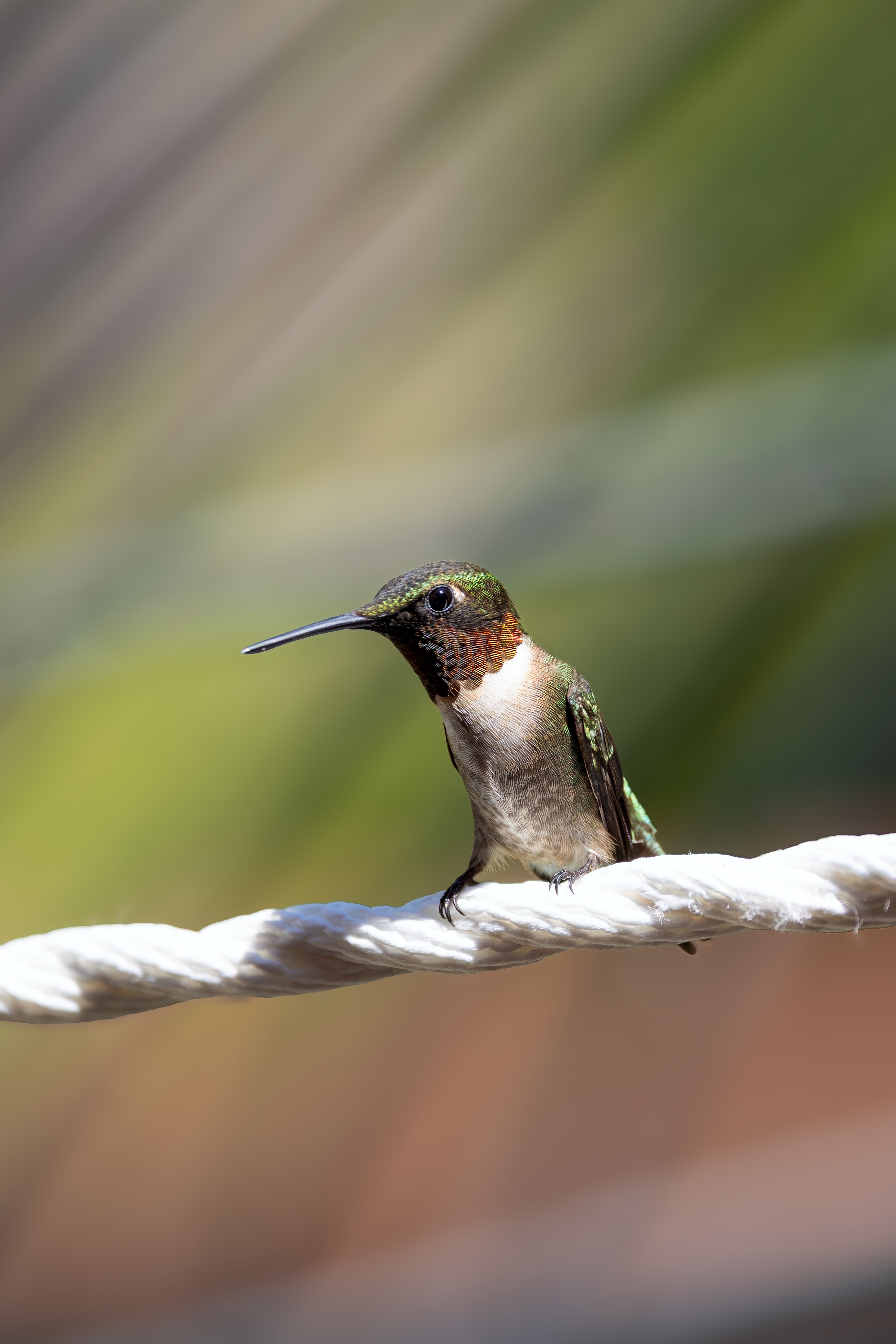 Vibrant Hummingbird Perched on Rope Outdoors · Free Stock Photo