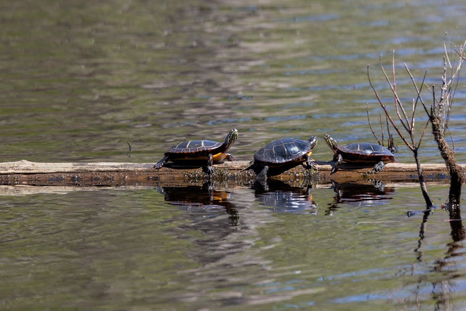 Understanding the Overexploitation of Species and Its Impact on Biodiversity