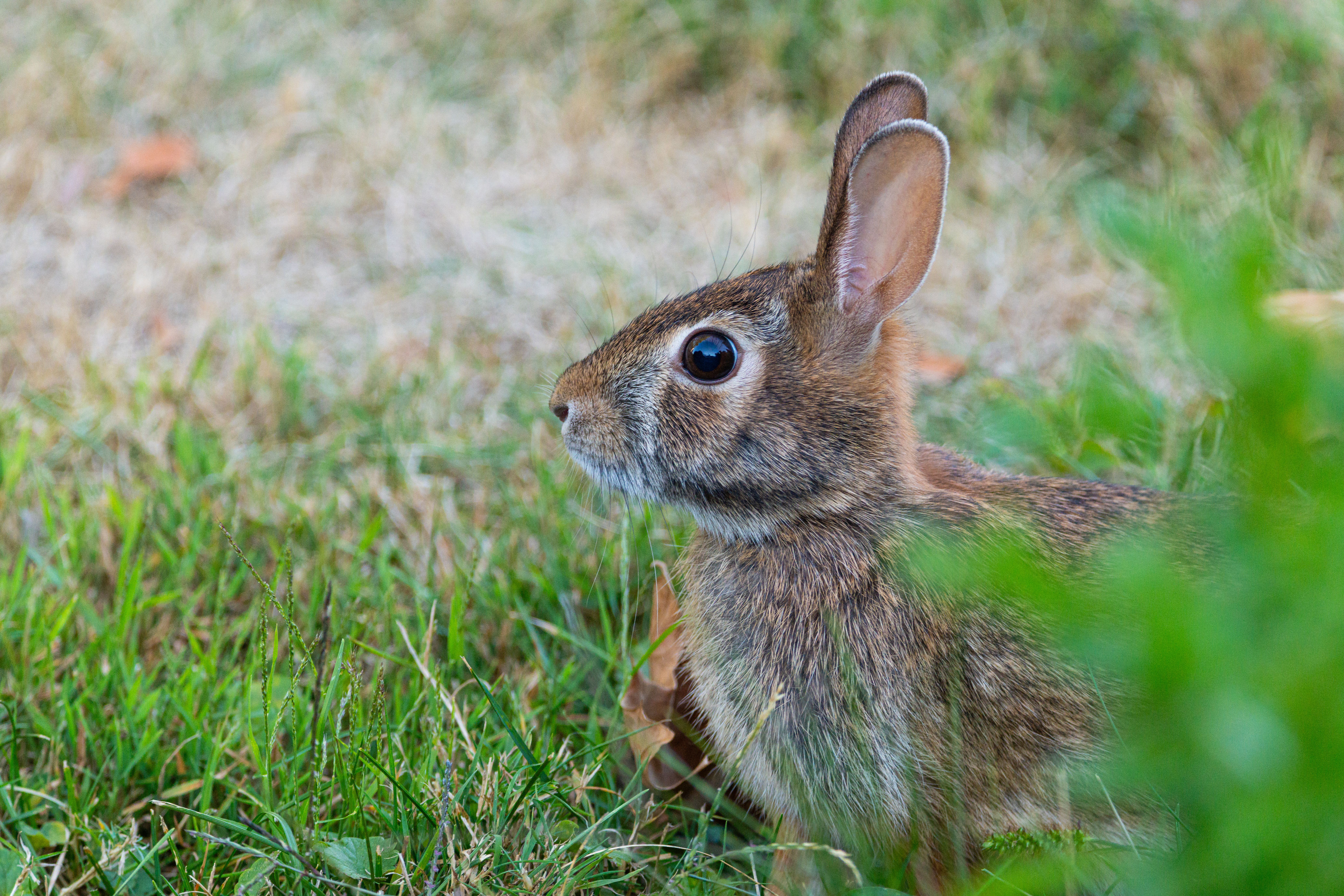 Close-up of a Cottontail Rabbit in Grass · Free Stock Photo