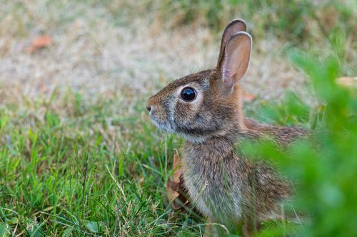 Free A cottontail rabbit sitting alertly in a grassy area, showcasing its natural habitat. Stock Photo