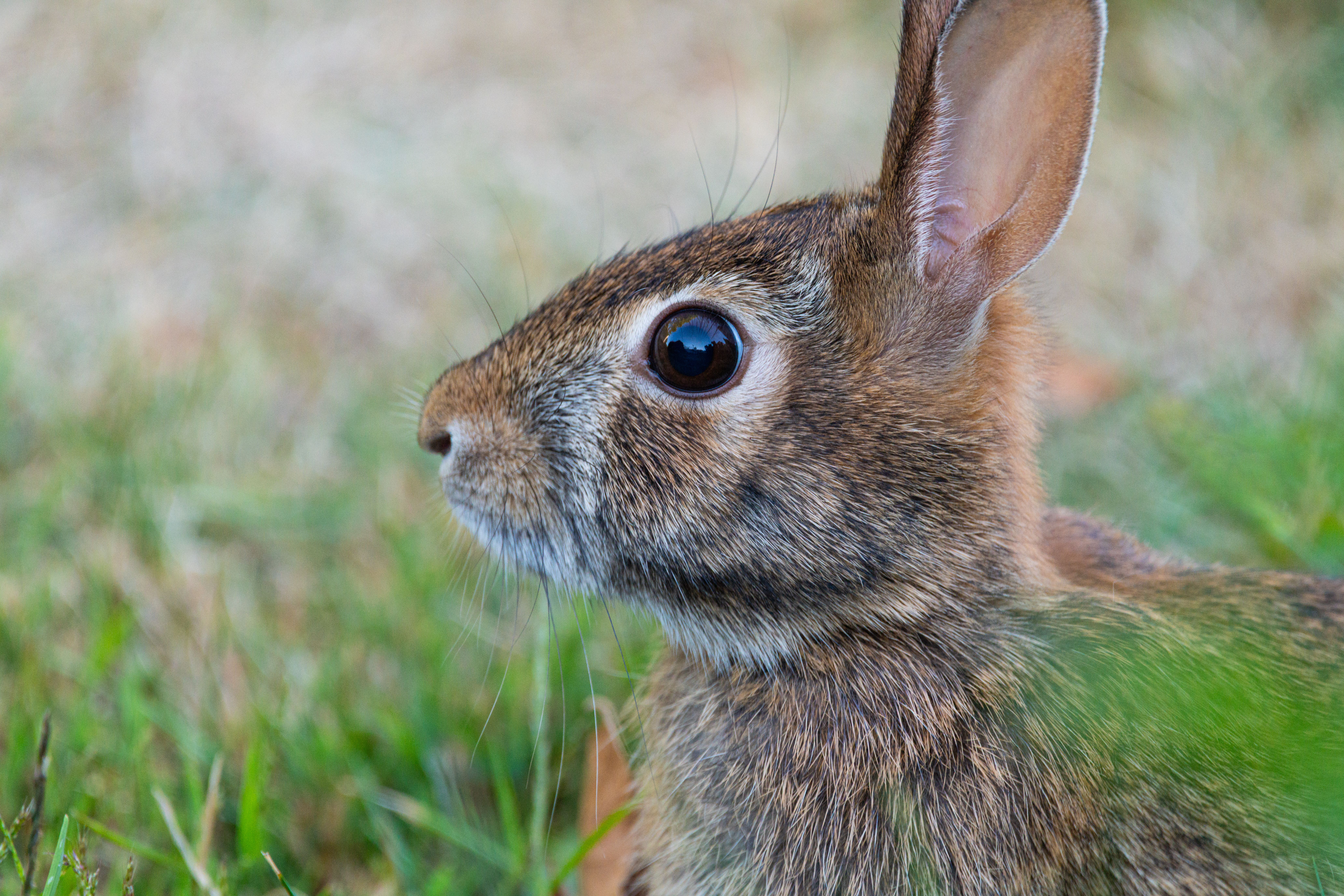 Portrait of a rabbit at a veterinary clinic