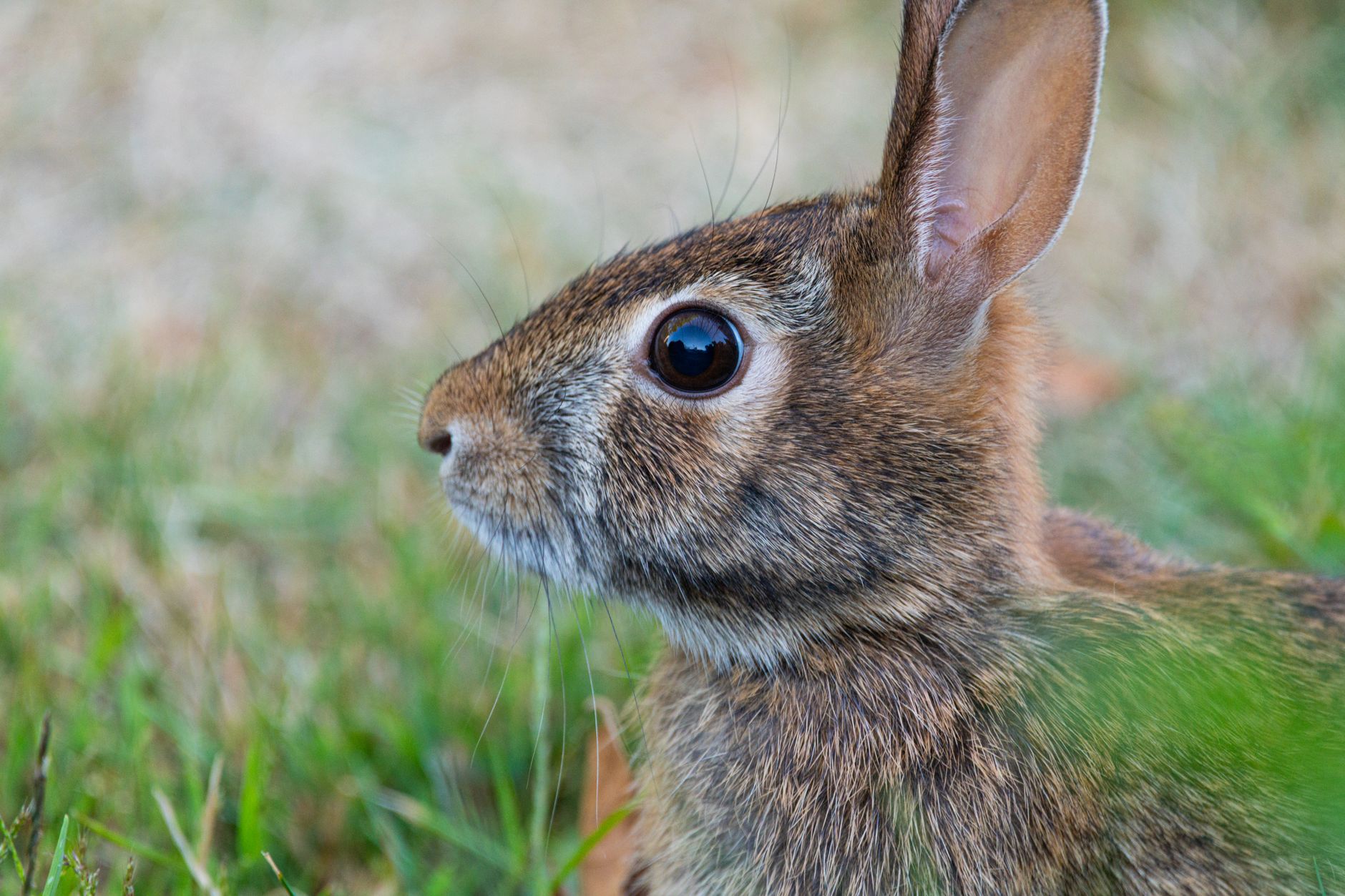 Portrait of a rabbit at a veterinary clinic