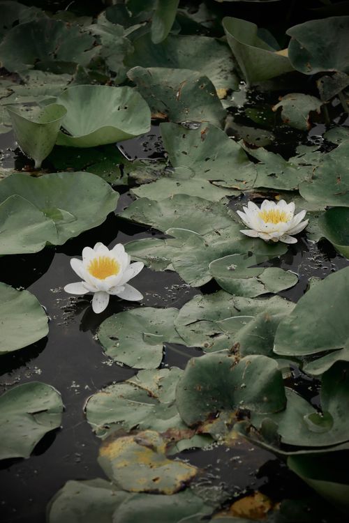 Free Peaceful scene of white water lilies floating among green lily pads. Stock Photo