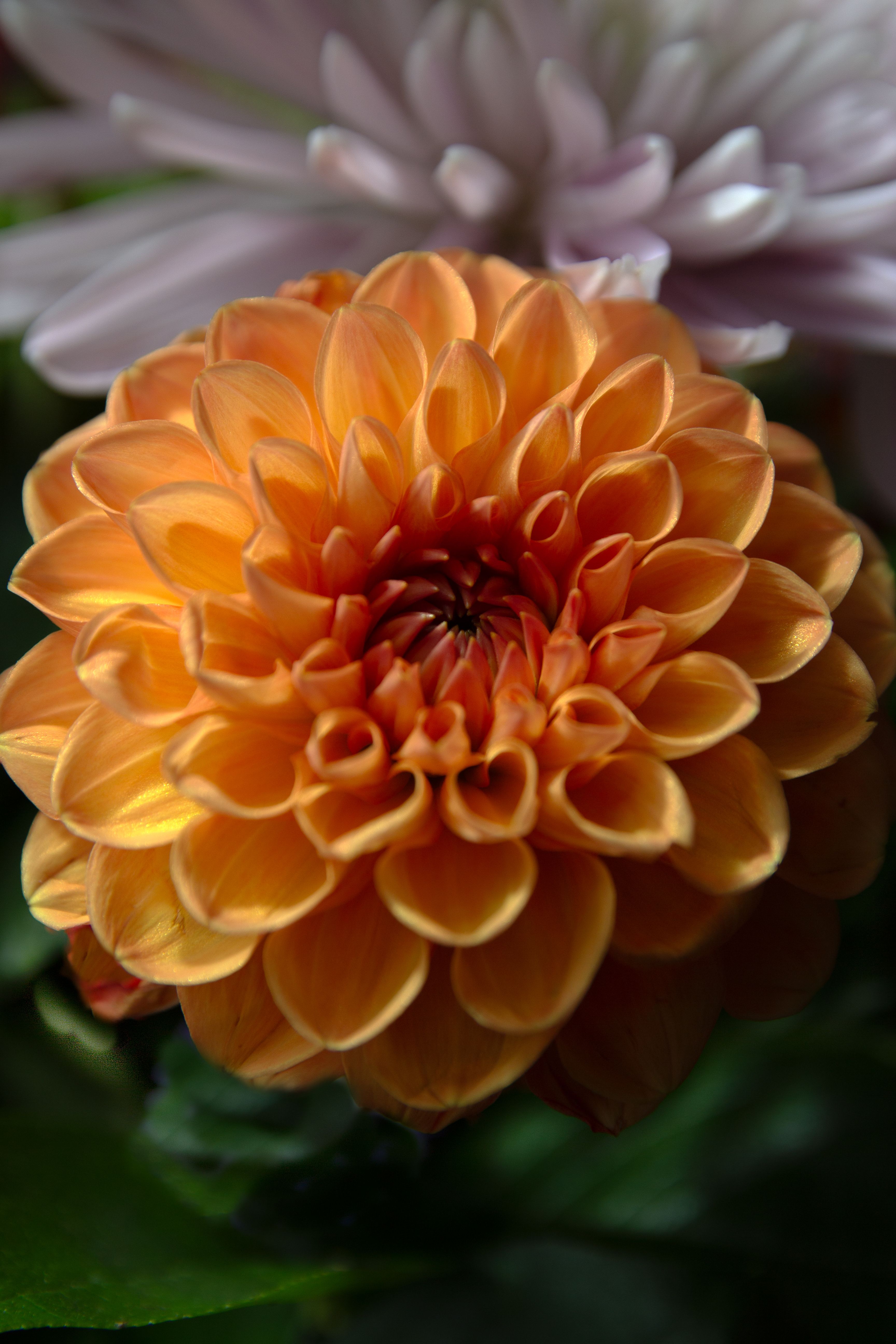 A close-up of a vibrant orange dahlia flower in Fort Collins, Colorado.