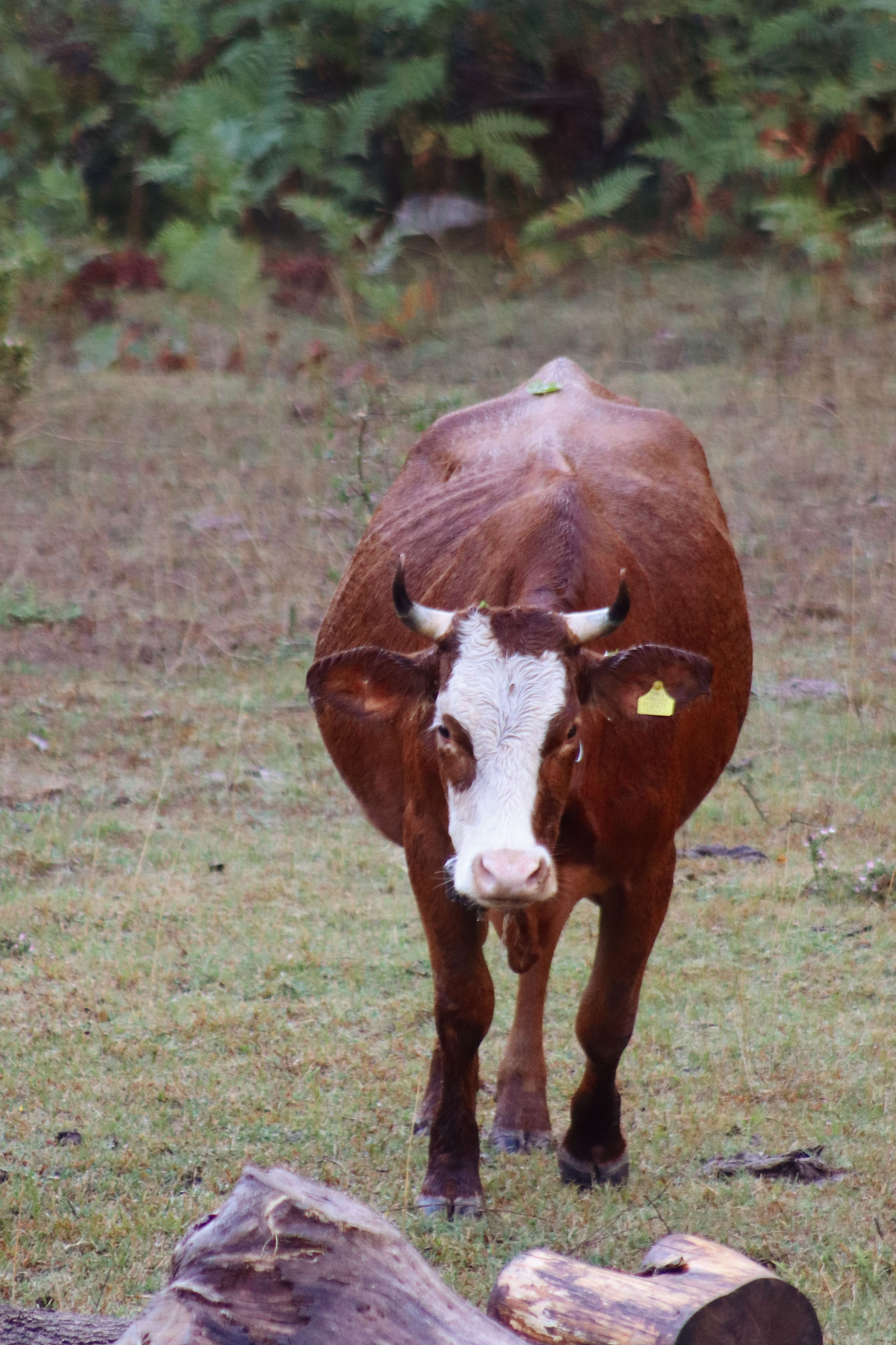 Brown Cow Grazing in a Field Facing Camera · Free Stock Photo