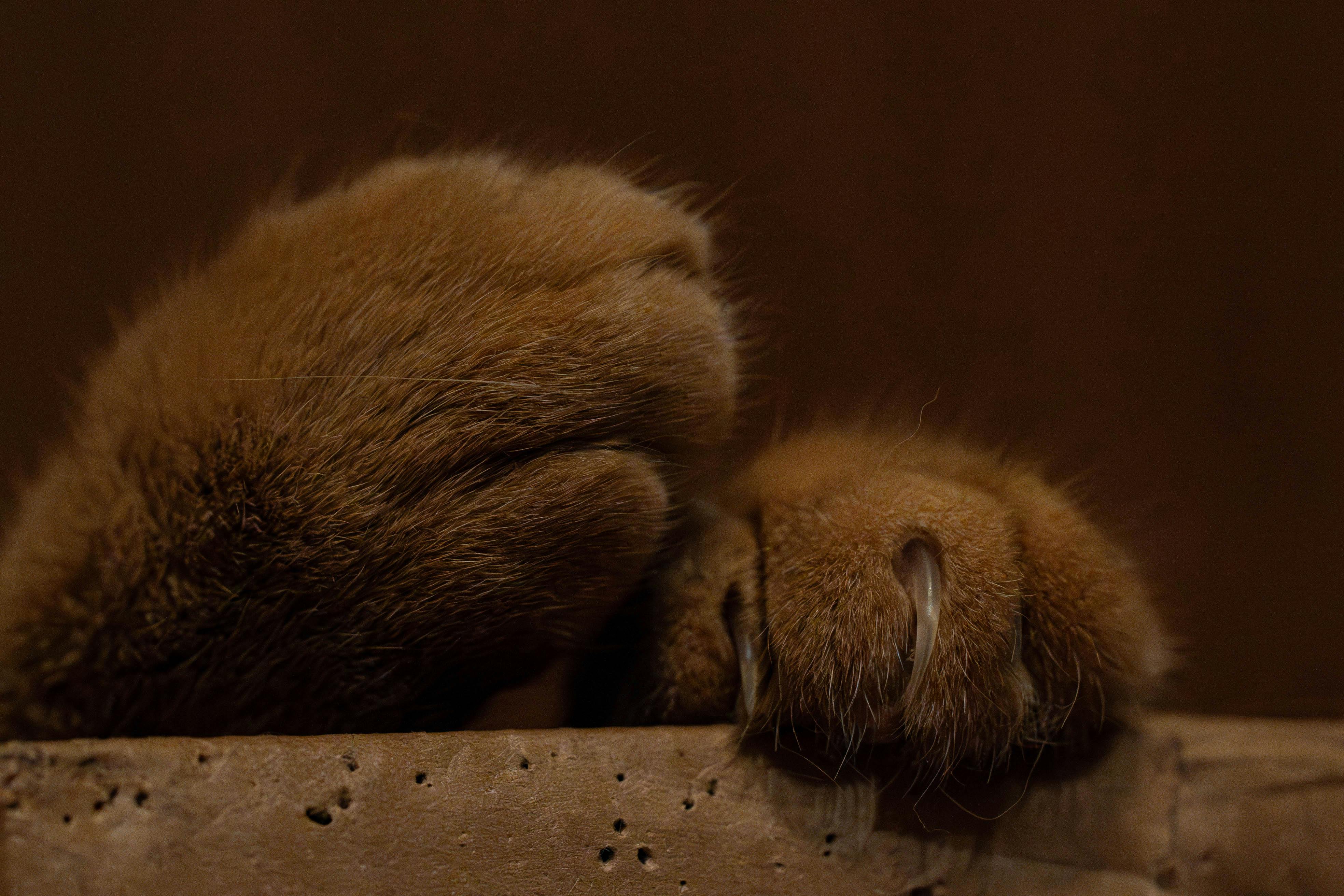 PAWS, AskAbogado to offer free legal consultation for animal cruelty cases — Photo by Bejan  Adrian on Pexels