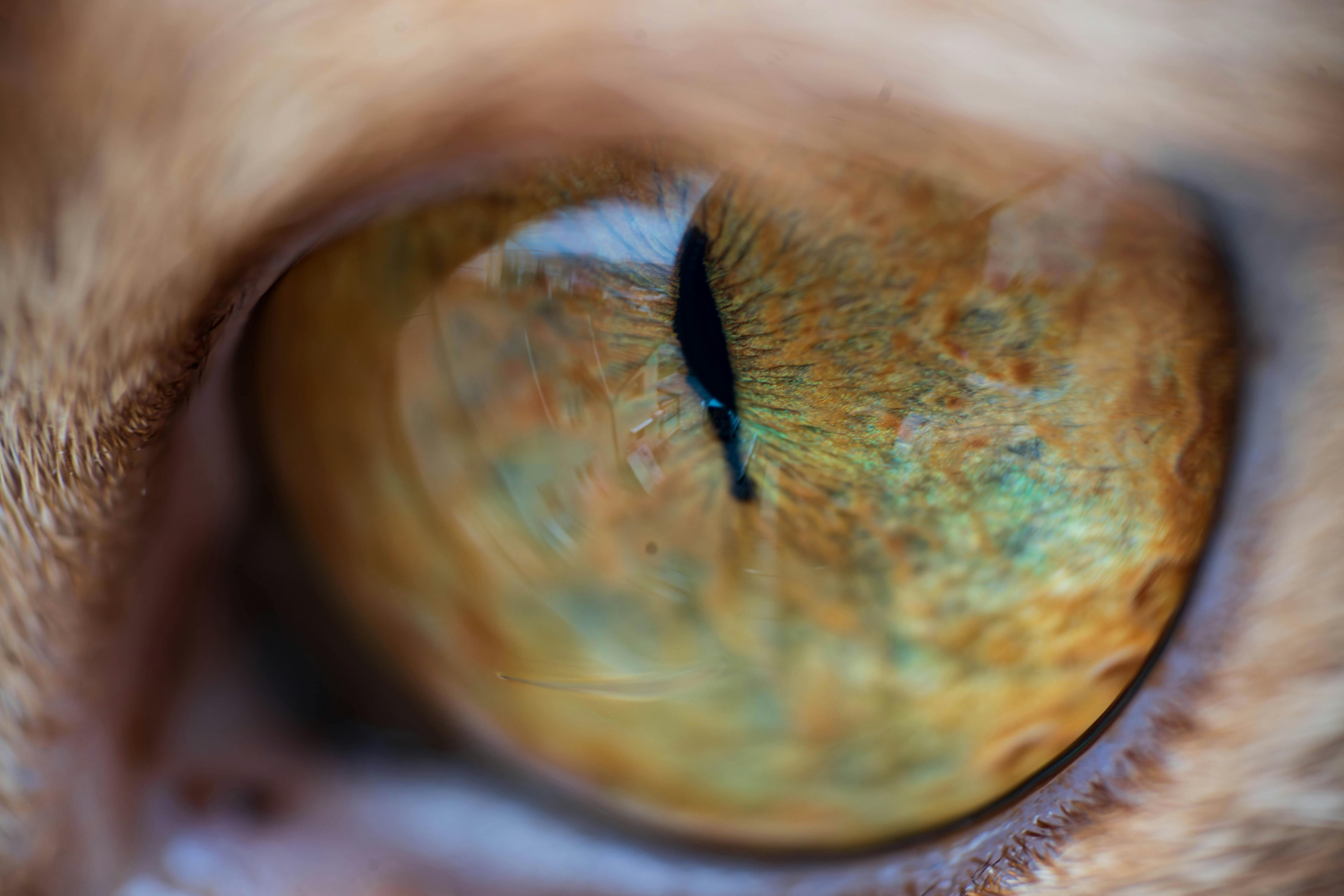 pet insurance veterinary expenses — Photo by Bejan  Adrian on Pexels
