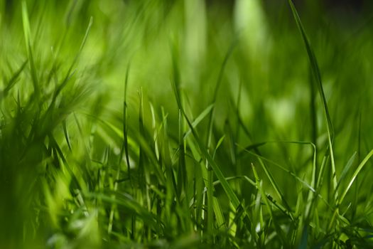 Vivid close-up view of green grass blades basking in natural sunlight, capturing the essence of nature's beauty.