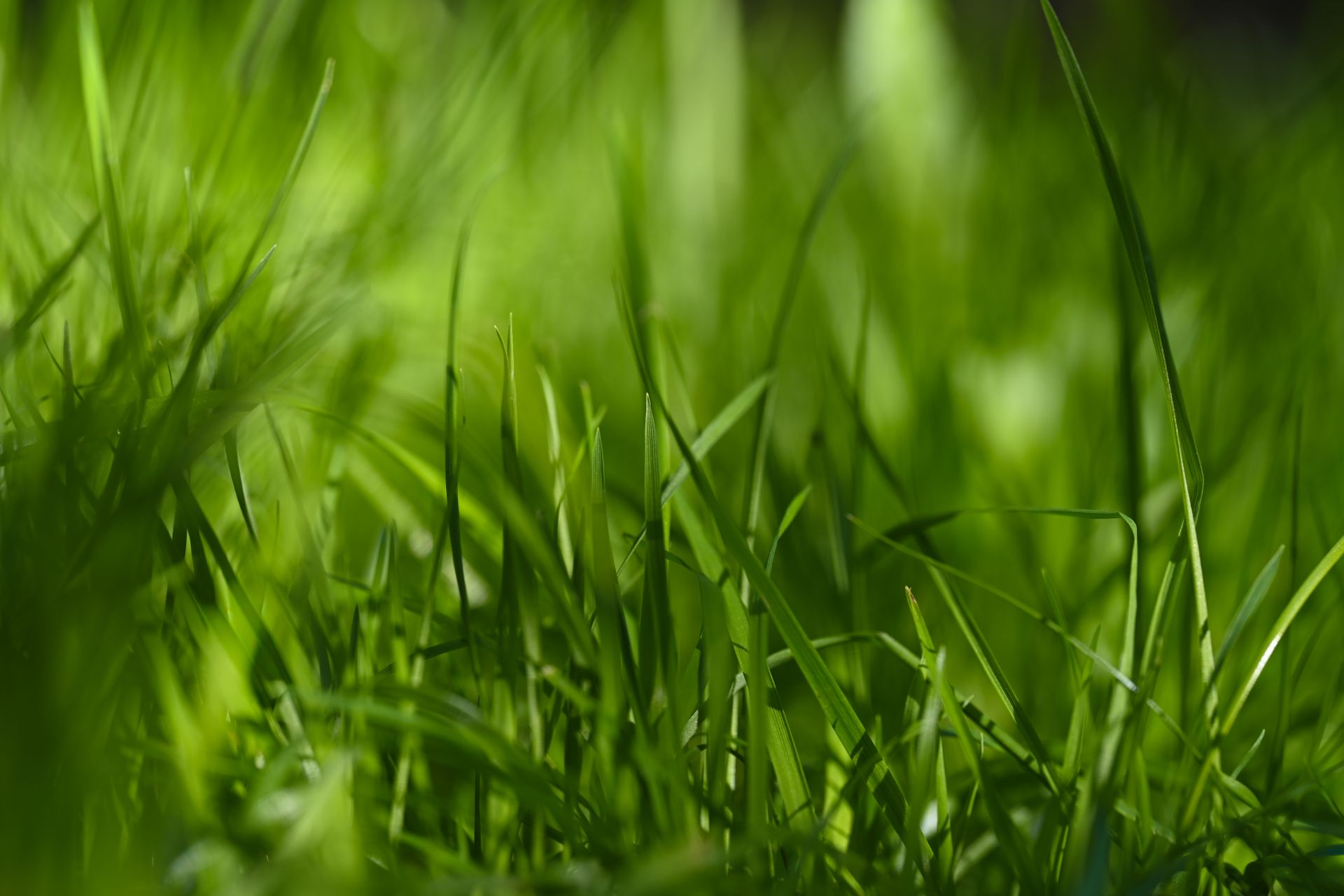 Vivid close-up view of green grass blades basking in natural sunlight, capturing the essence of nature's beauty.