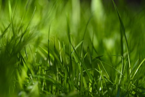 Free Vivid close-up view of green grass blades basking in natural sunlight, capturing the essence of nature's beauty. Stock Photo