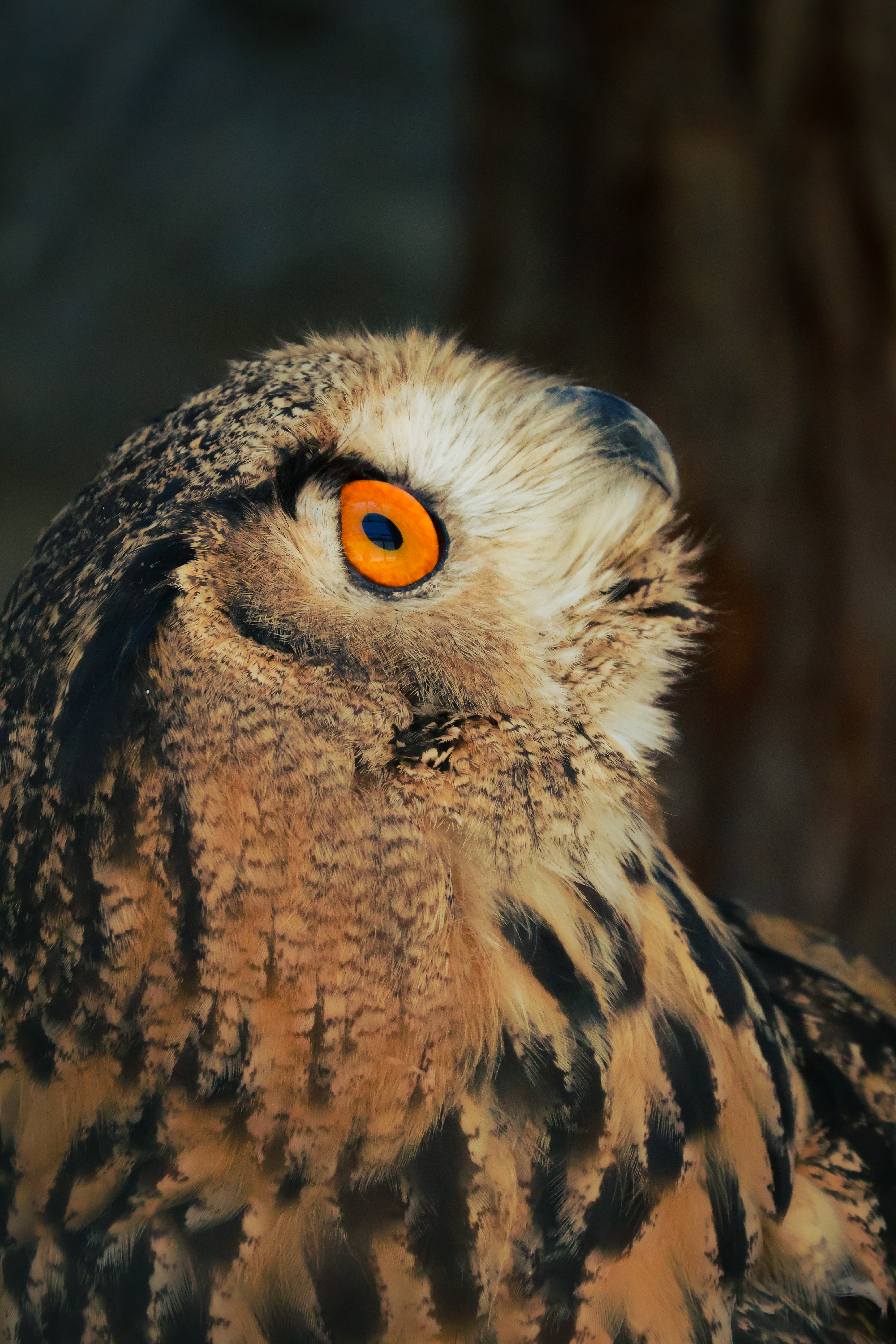 Close-up portrait of an eagle owl with distinctive ear tufts and intense gaze