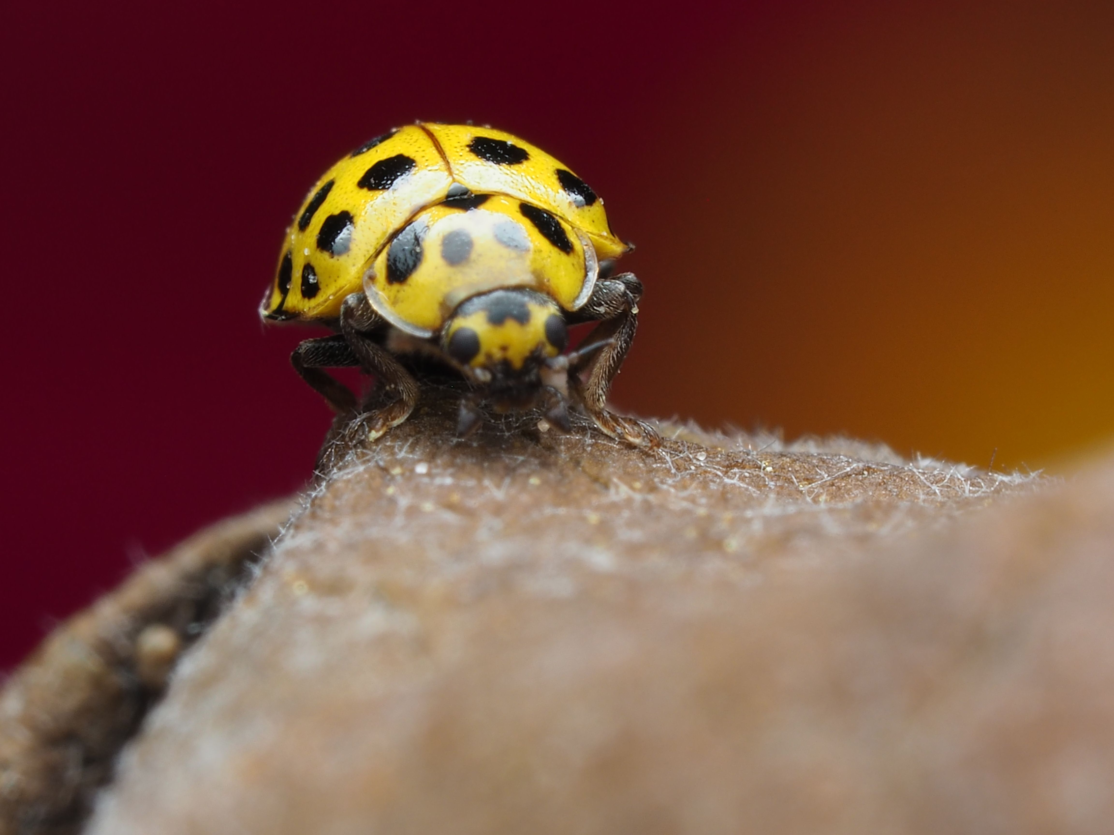Macro Shot of a Yellow Ladybug on a Surface · Free Stock Photo