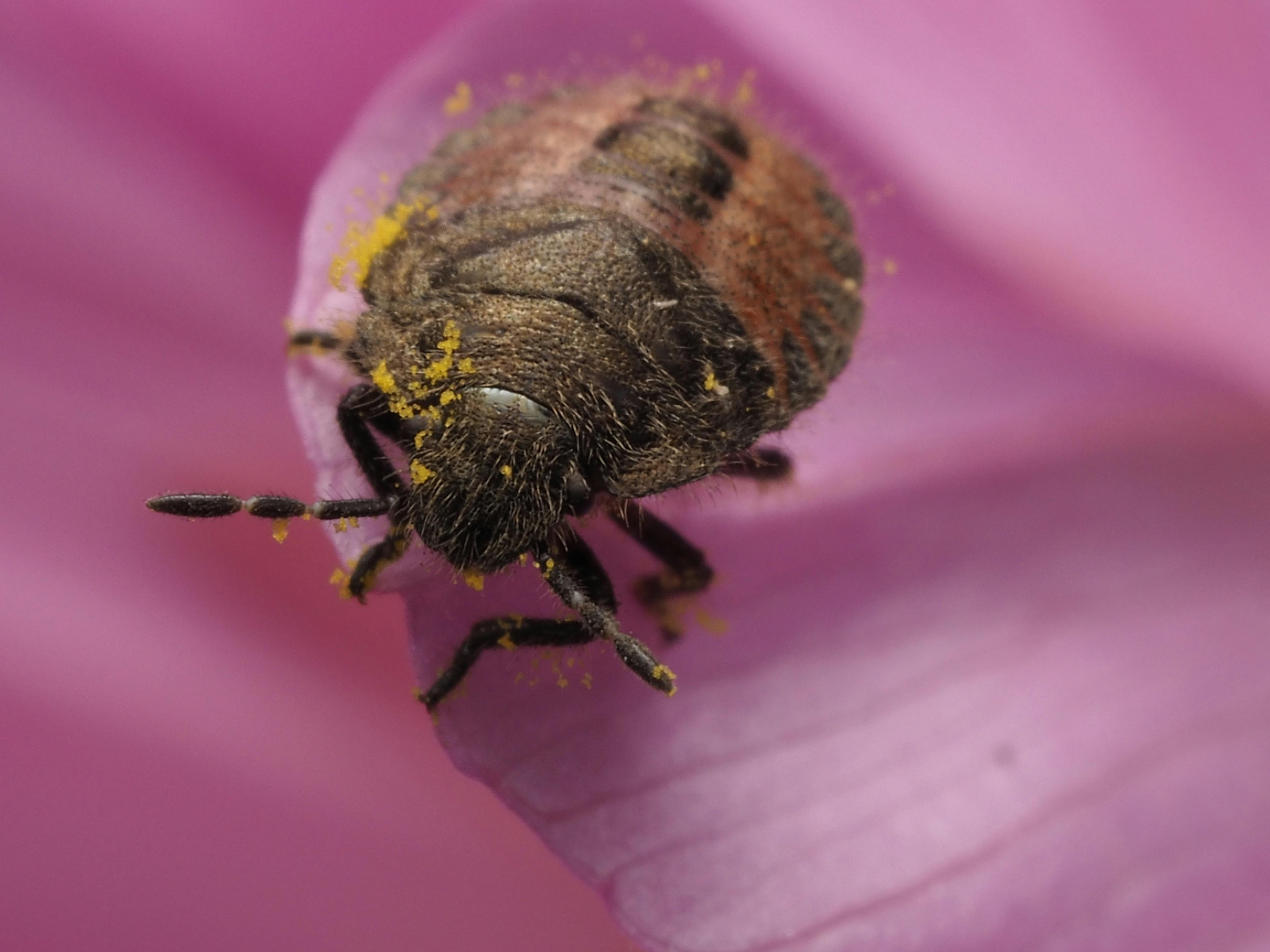 Macro shot of a hairy shield bug nymph covered in pollen on a pink flower petal.