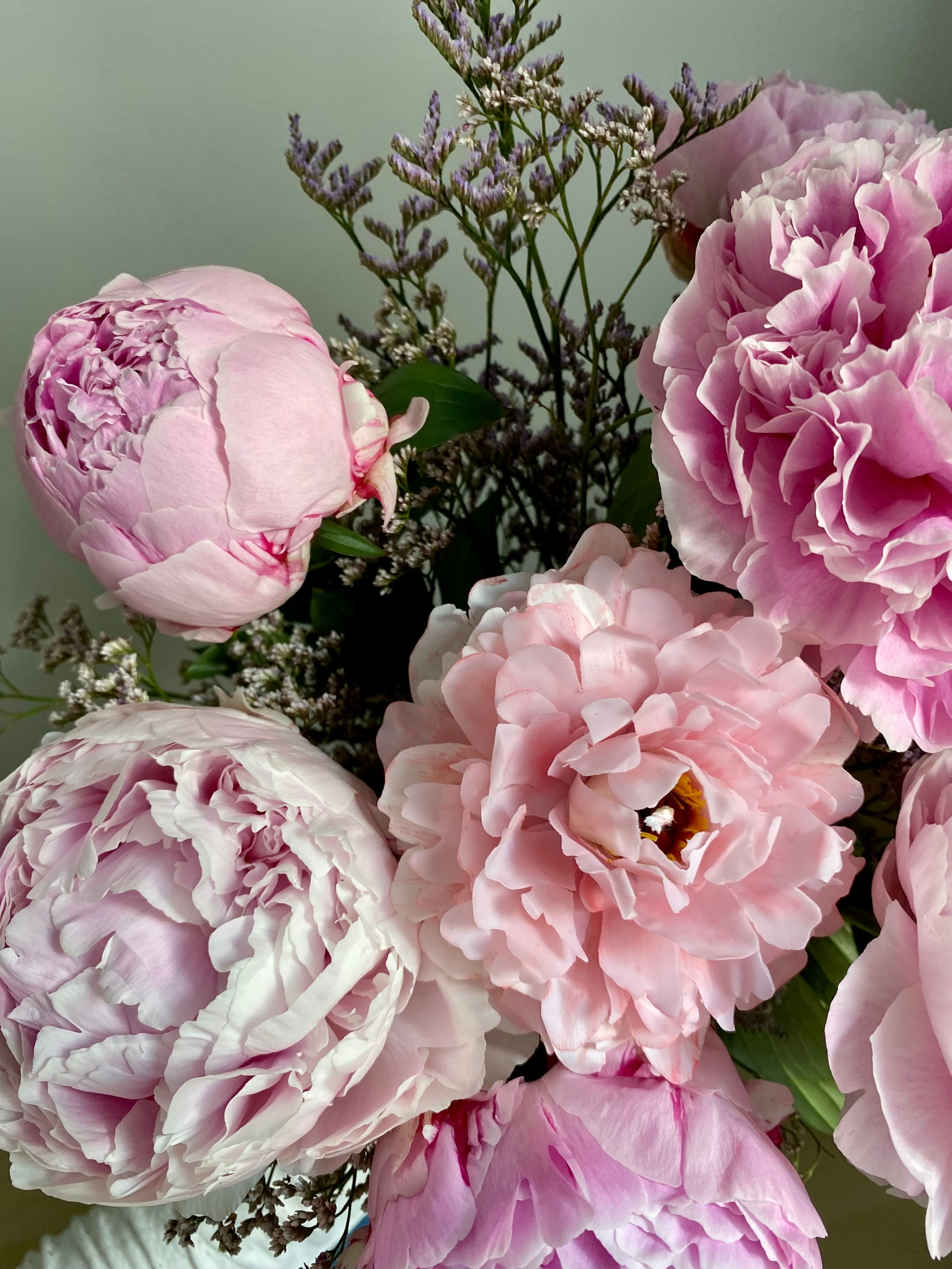 Close-Up of Pink Peony Flowers in Bloom · Free Stock Photo