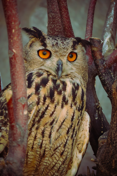owl photo