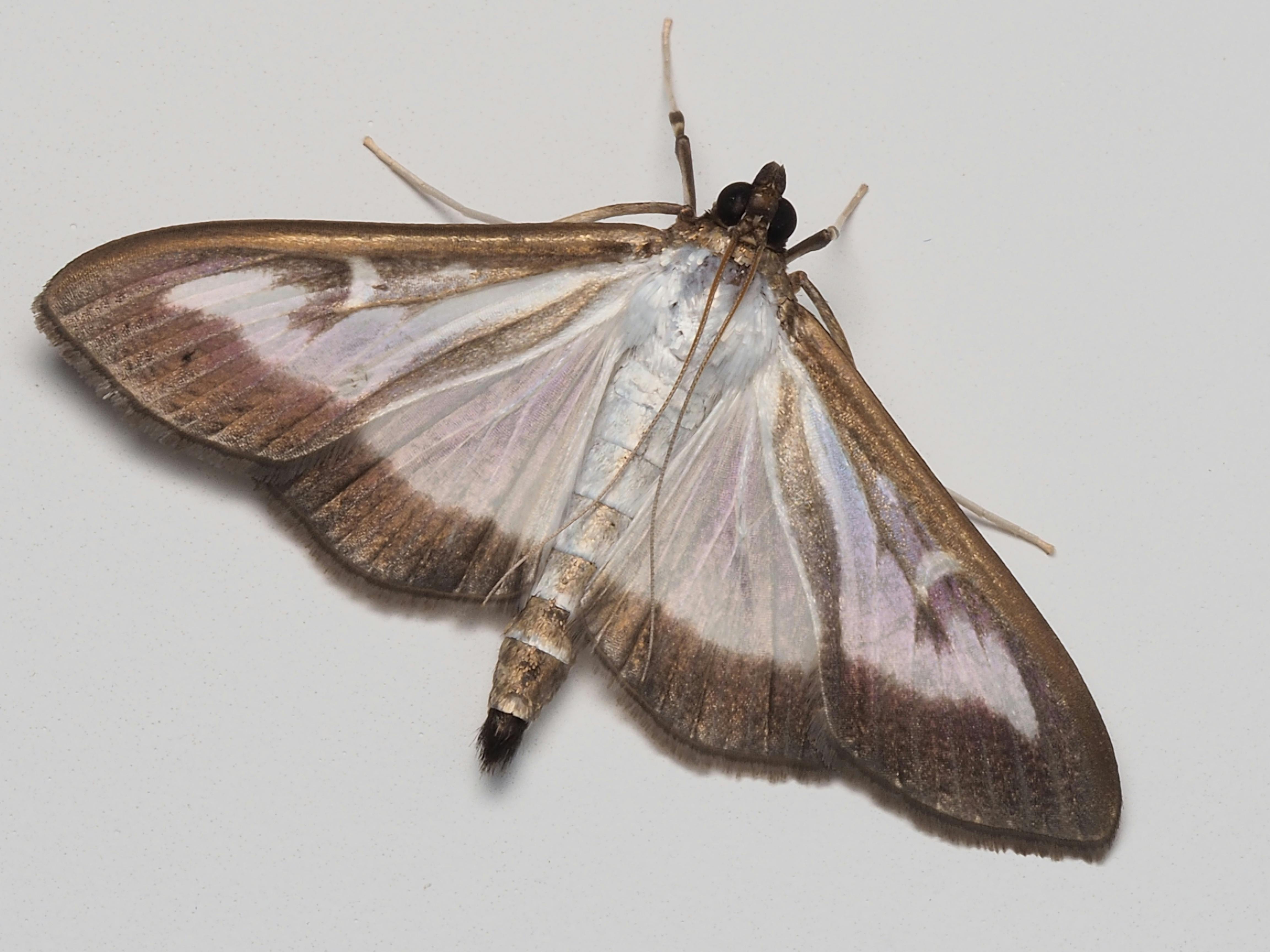 How much does moth control cost in Cumming, Georgia? 2 Close‑up of a pantry moth perched on a grain container