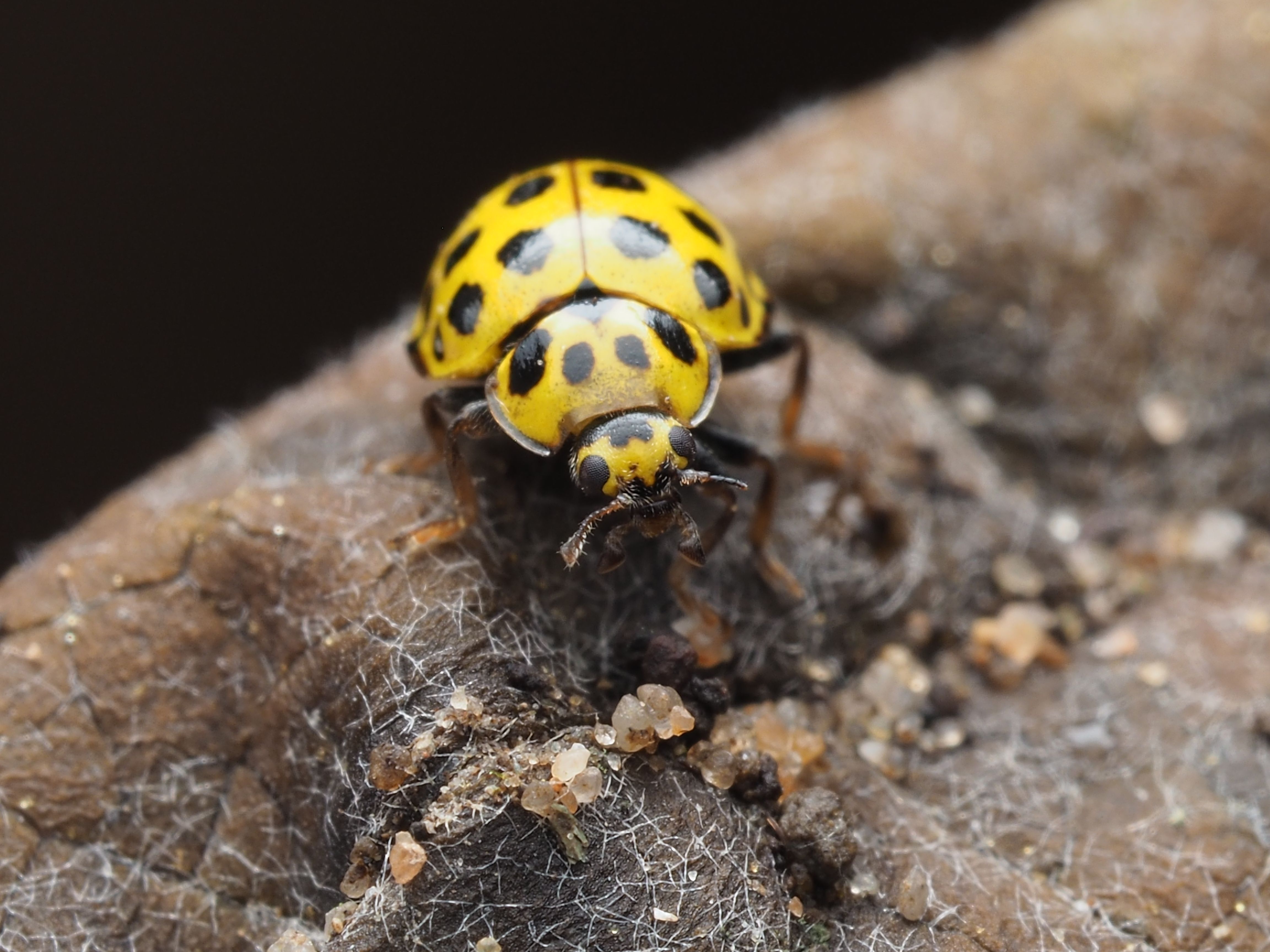 Close-Up of Yellow Ladybug on a Leaf · Free Stock Photo