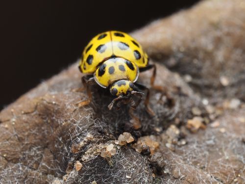 Free Detailed macro shot of a yellow ladybug on a textured surface, showcasing its unique black spots. Stock Photo