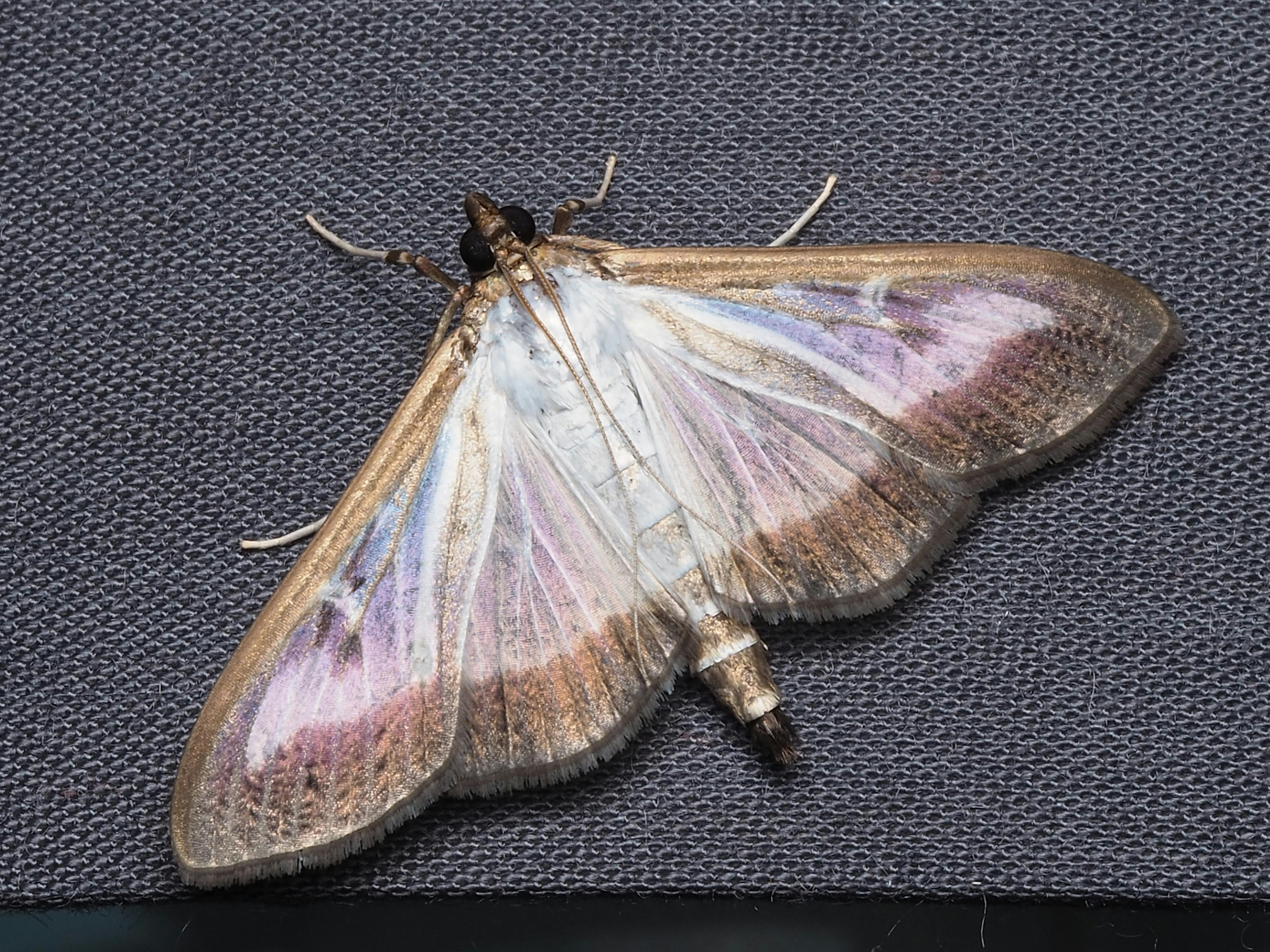 8點檔女神驚曝獨特生活習慣 潘若迪聞到梅干菜味嚇壞了