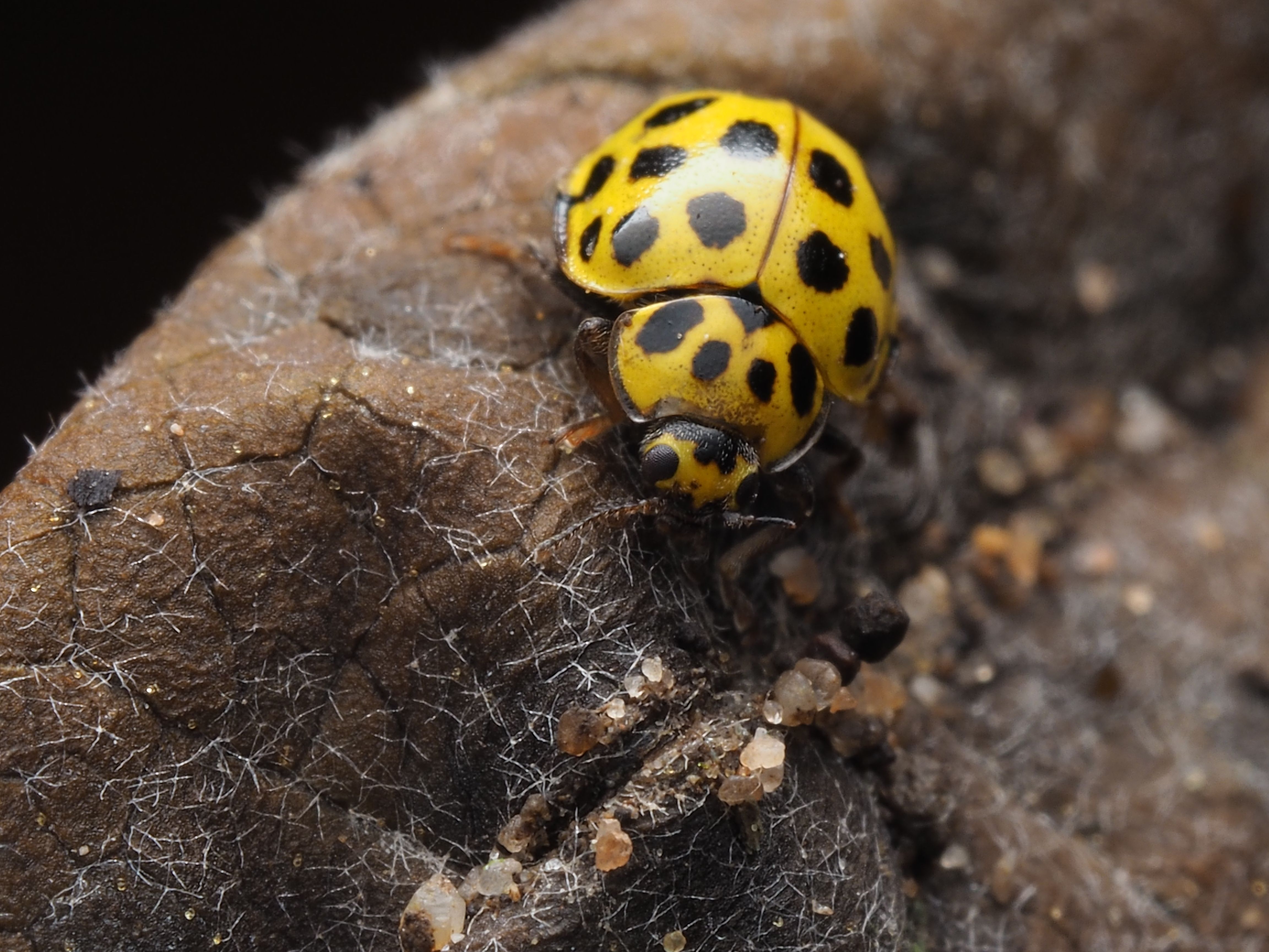 Close-Up Macro of Yellow Ladybug on Leaf · Free Stock Photo