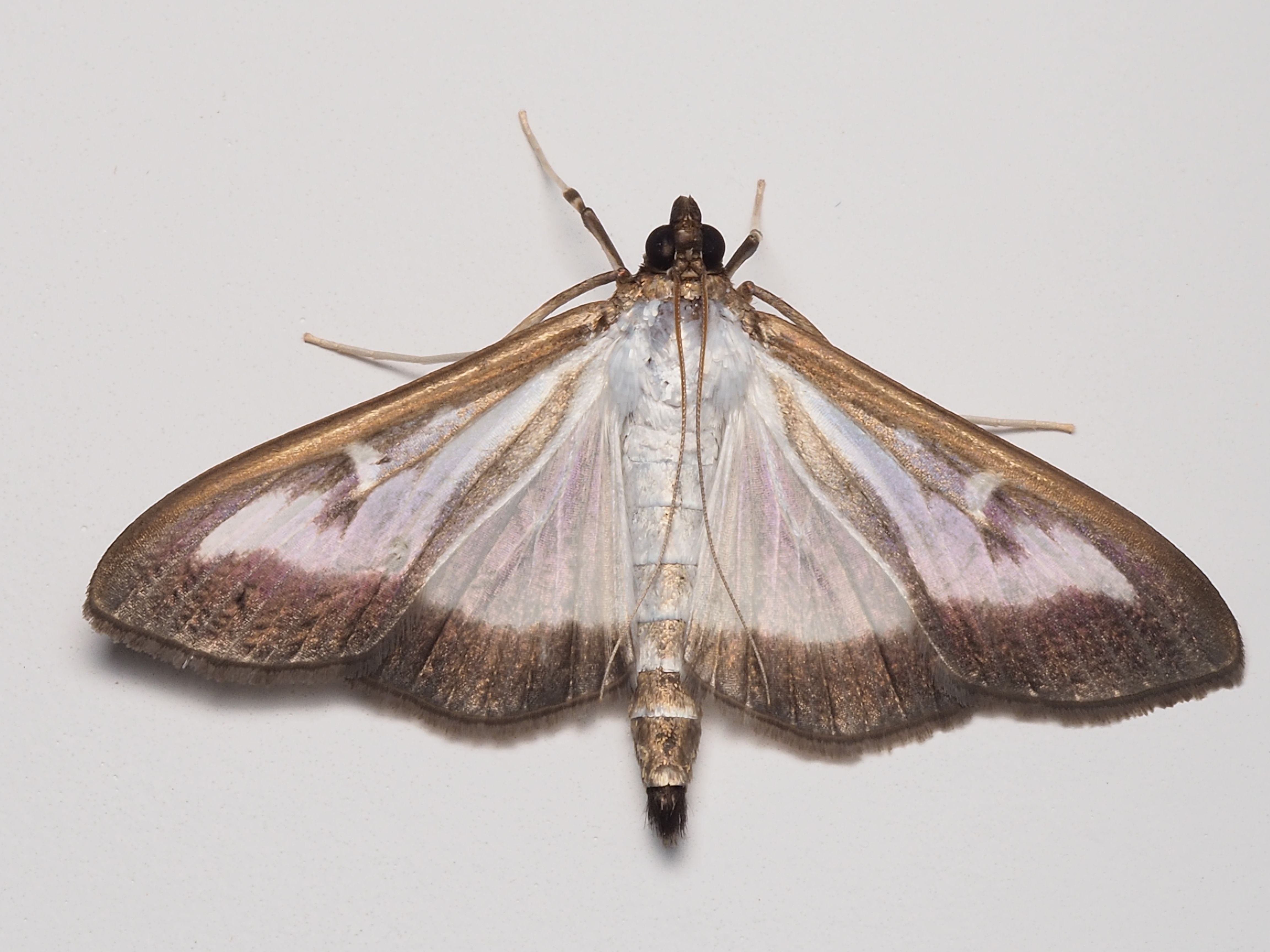 Detailed Macro Image of a Moth on White Background · Free Stock Photo