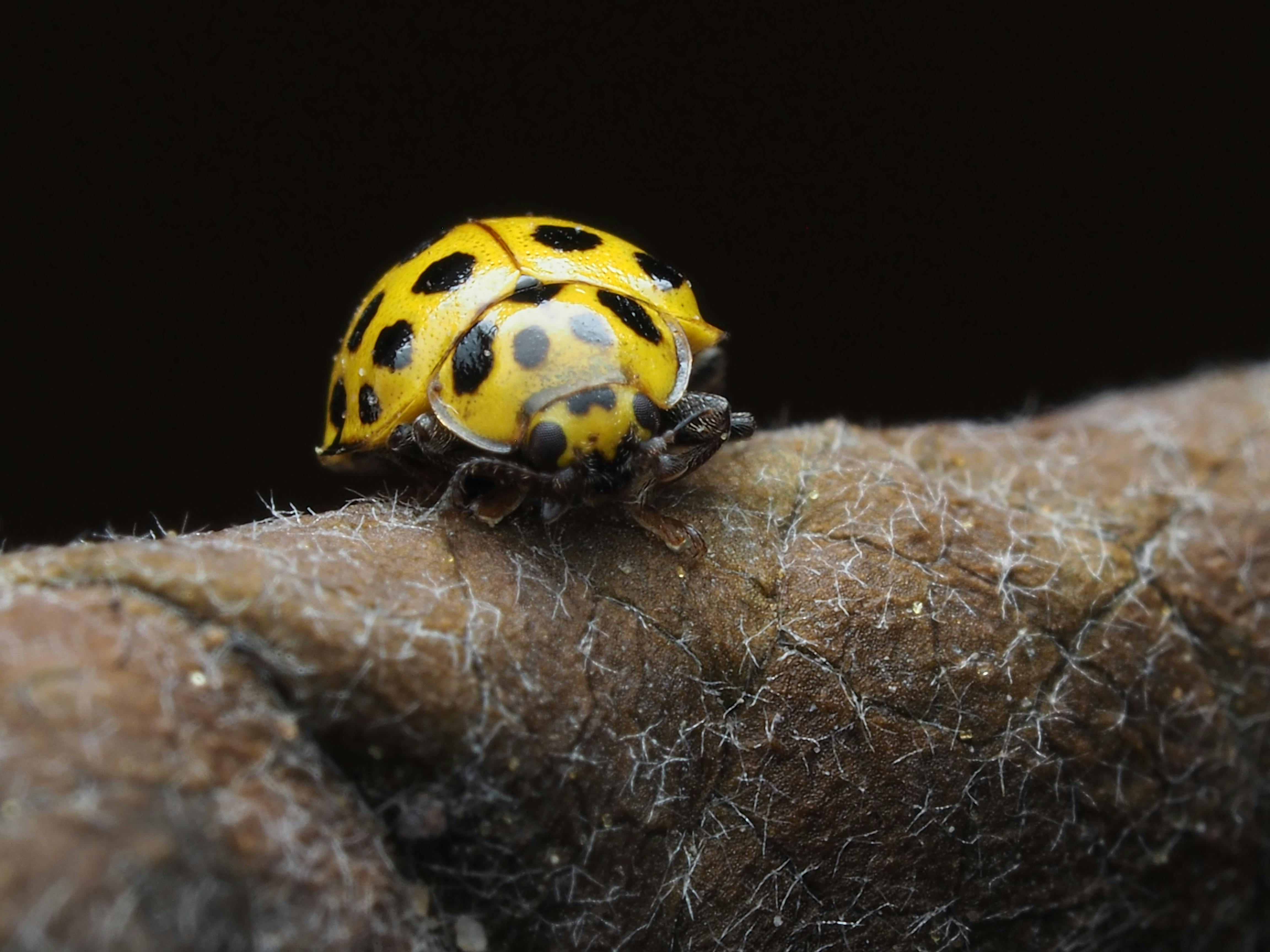 Control de Plagas en Huerta: Métodos Naturales para Cultivos Sanos y Sostenibles