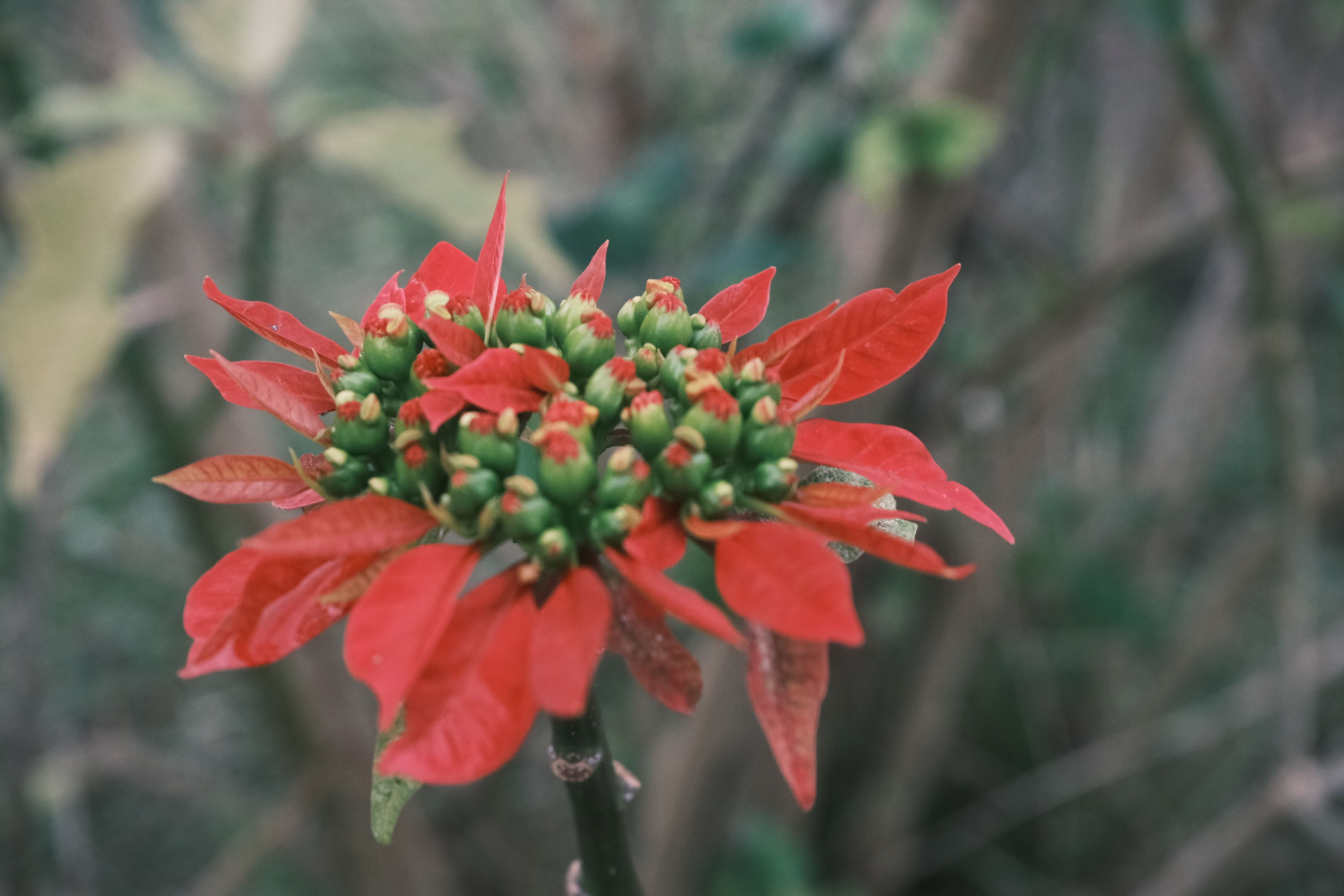 Fotomural Primer plano de una flor de poinsettia roja con hojas verdes, mostrando los colores vibrantes de la naturaleza.