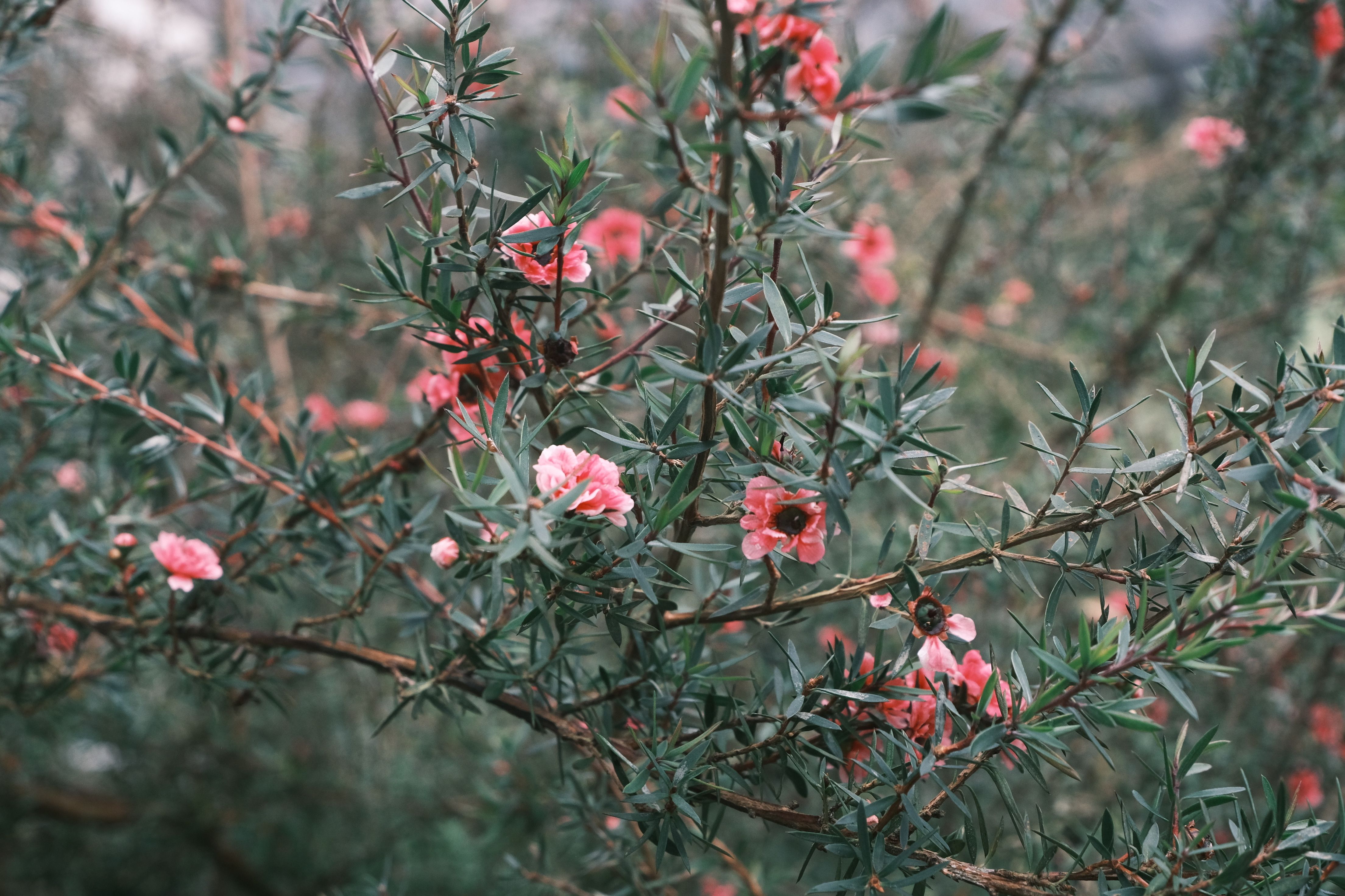 Fleurs rosées et feuillages dans un espace calme