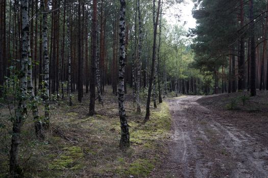 Tranquil forest path surrounded by birch and pine trees, perfect for nature walks.