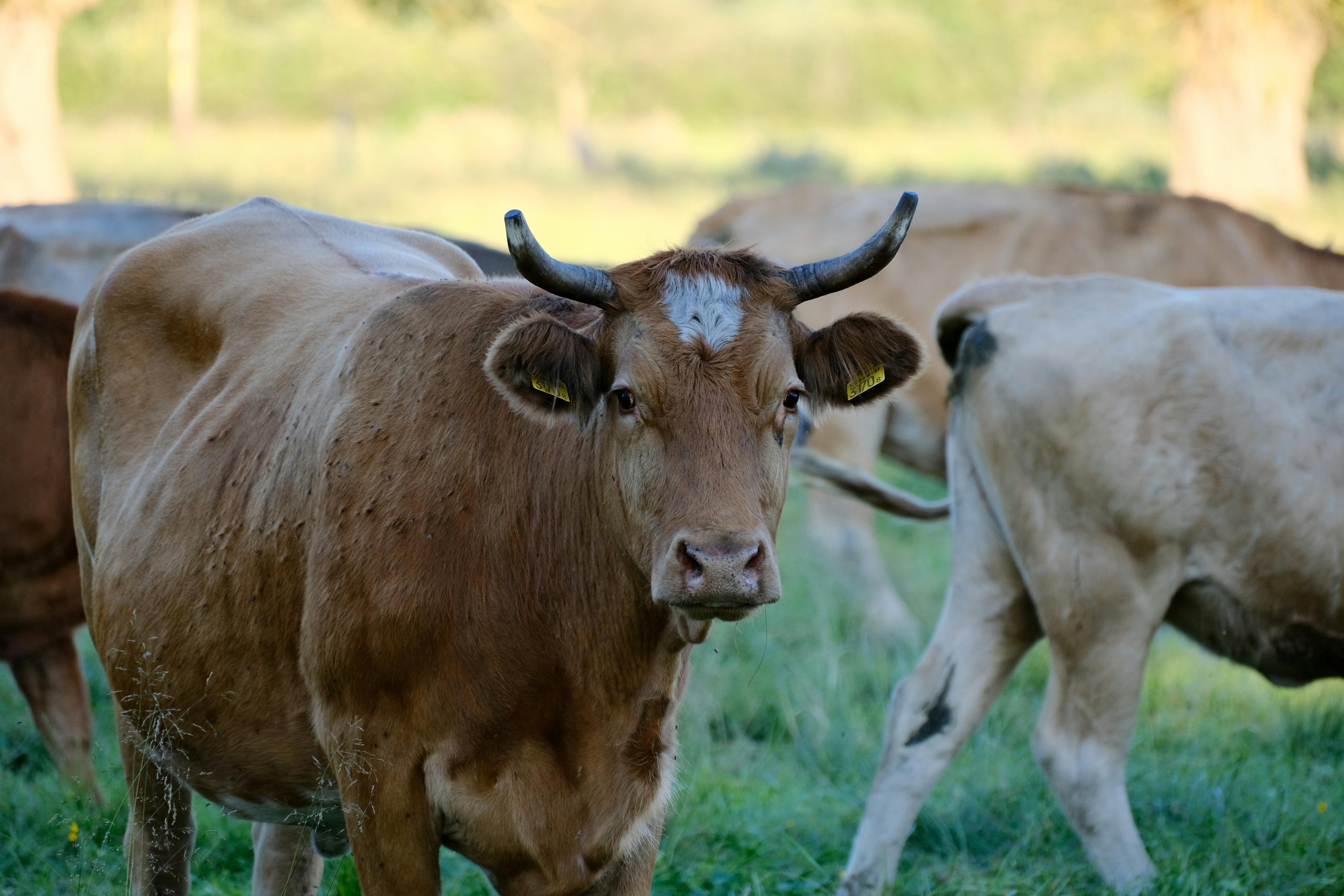 Gratuit Vache brune dans un cadre champêtre en journée. Scène paisible d'une ferme. Photos