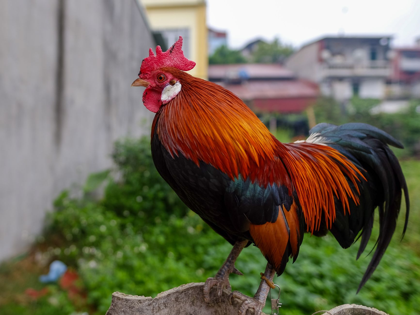 Close-up of a colorful rooster in a rural Lào Cai backyard, showcasing vibrant plumage.