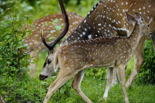 Free         Deer                        Stock Photo