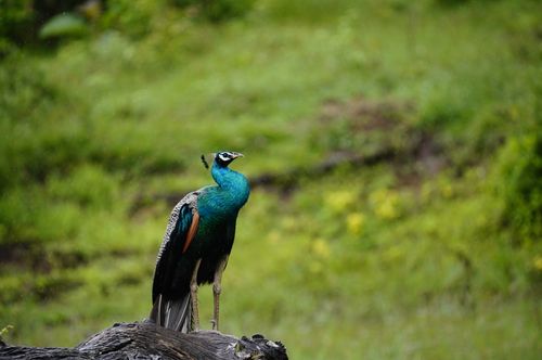 Free                                Peacock Stock Photo