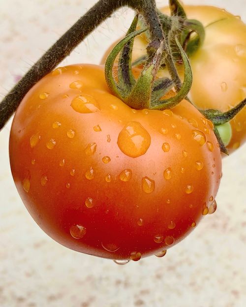 Free Raindrops Stock Photo