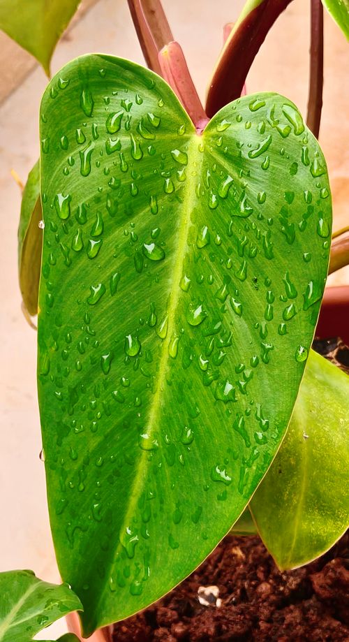 Free raindrops Stock Photo