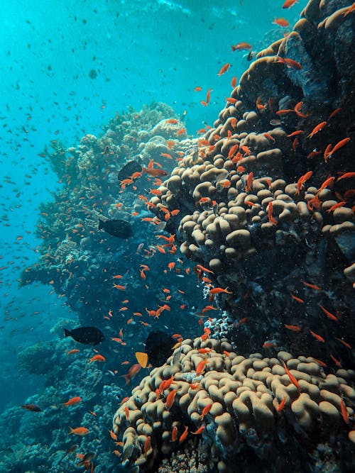 Imagine de stoc gratuită din adâncime, banc de pești, coral