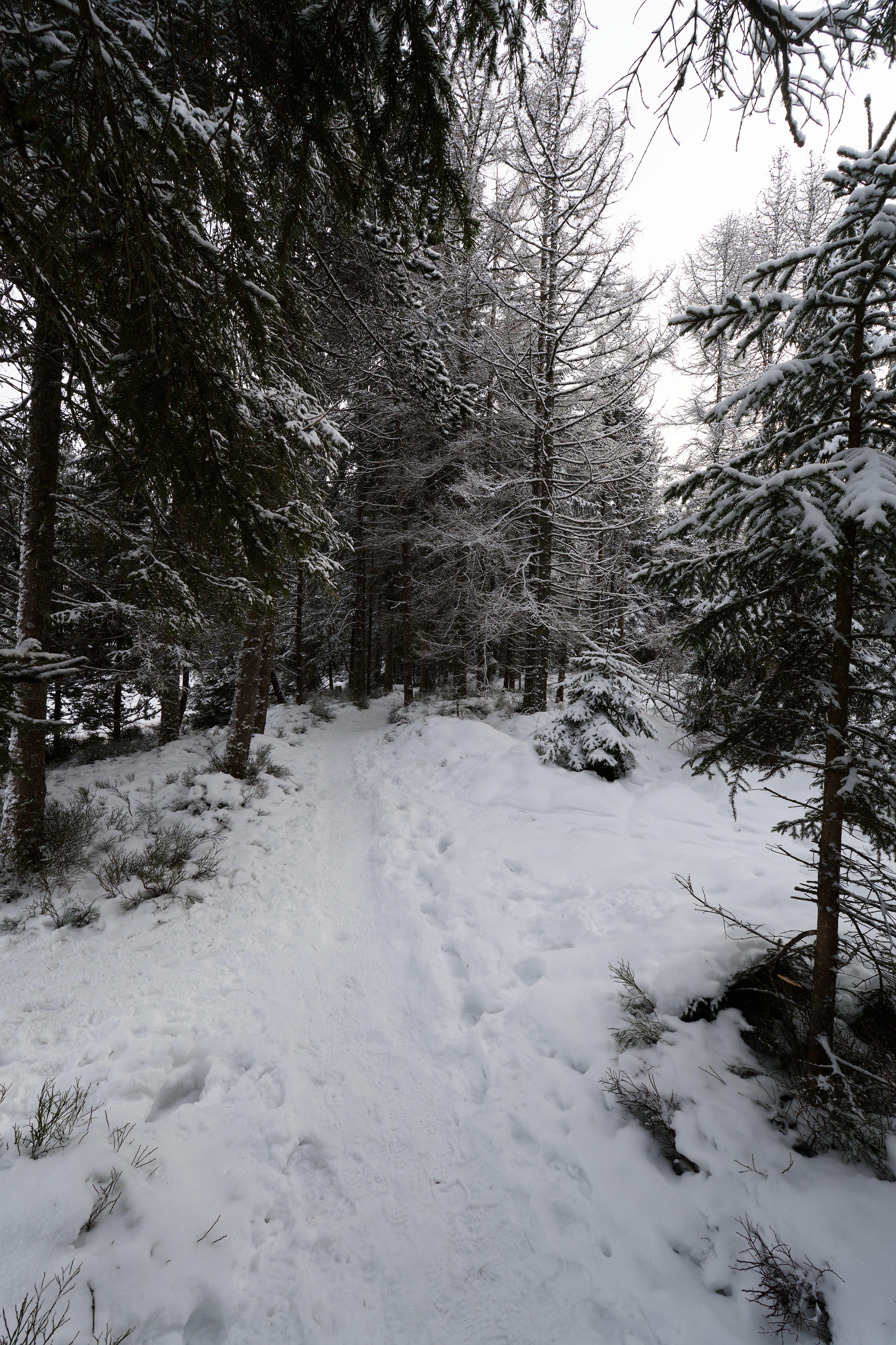 Snowy Forest Path in Winter Wonderland · Free Stock Photo