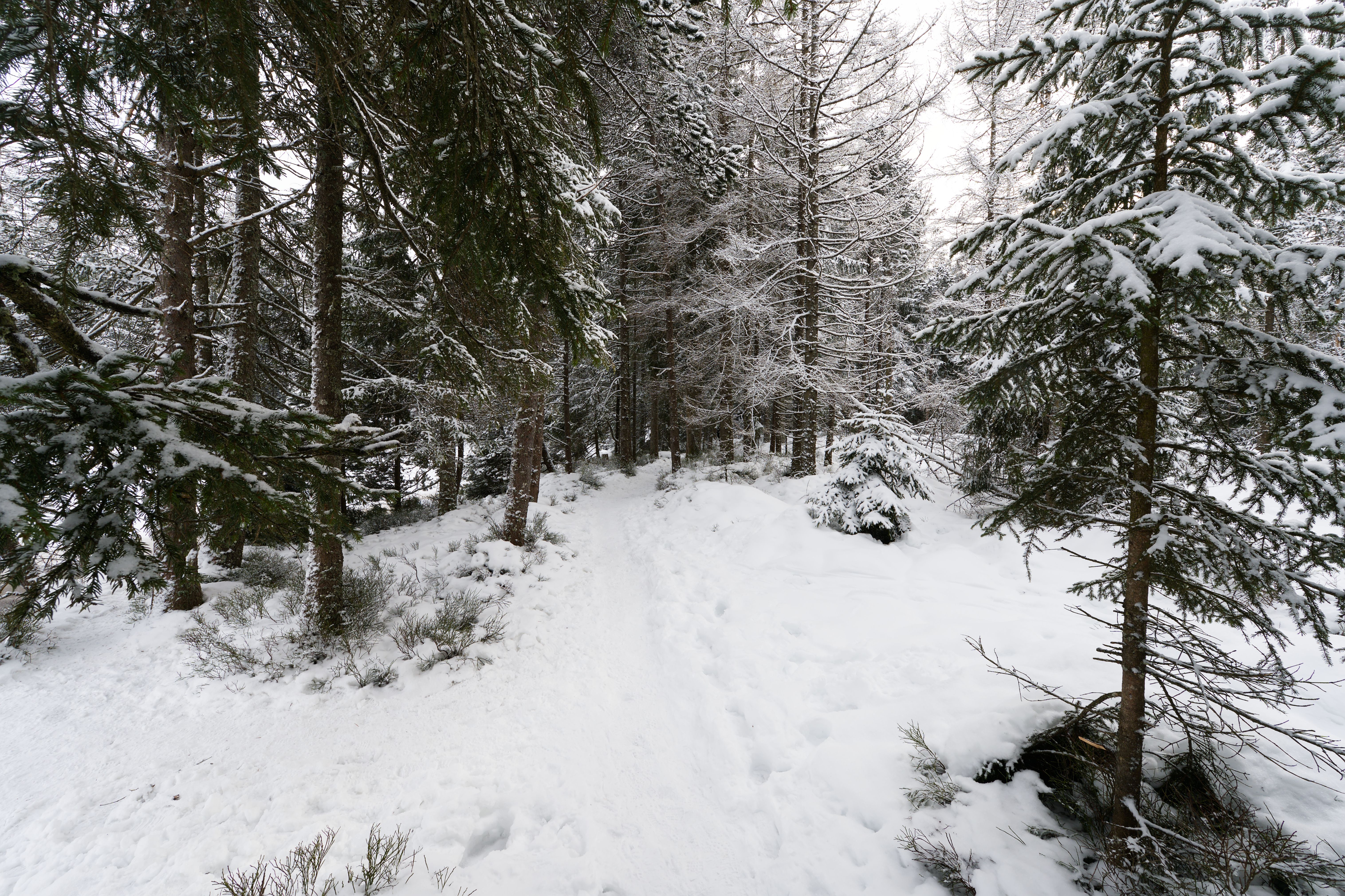Snowy Forest Path in Winter Wonderland · Free Stock Photo