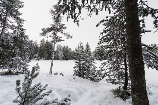 A serene view of the snow-covered forest at Étang de la Gruère during winter.