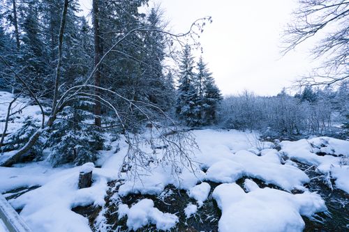Free Serene winter landscape at Étang de la Gruère, showcasing snow-laden trees under a clear sky. Stock Photo