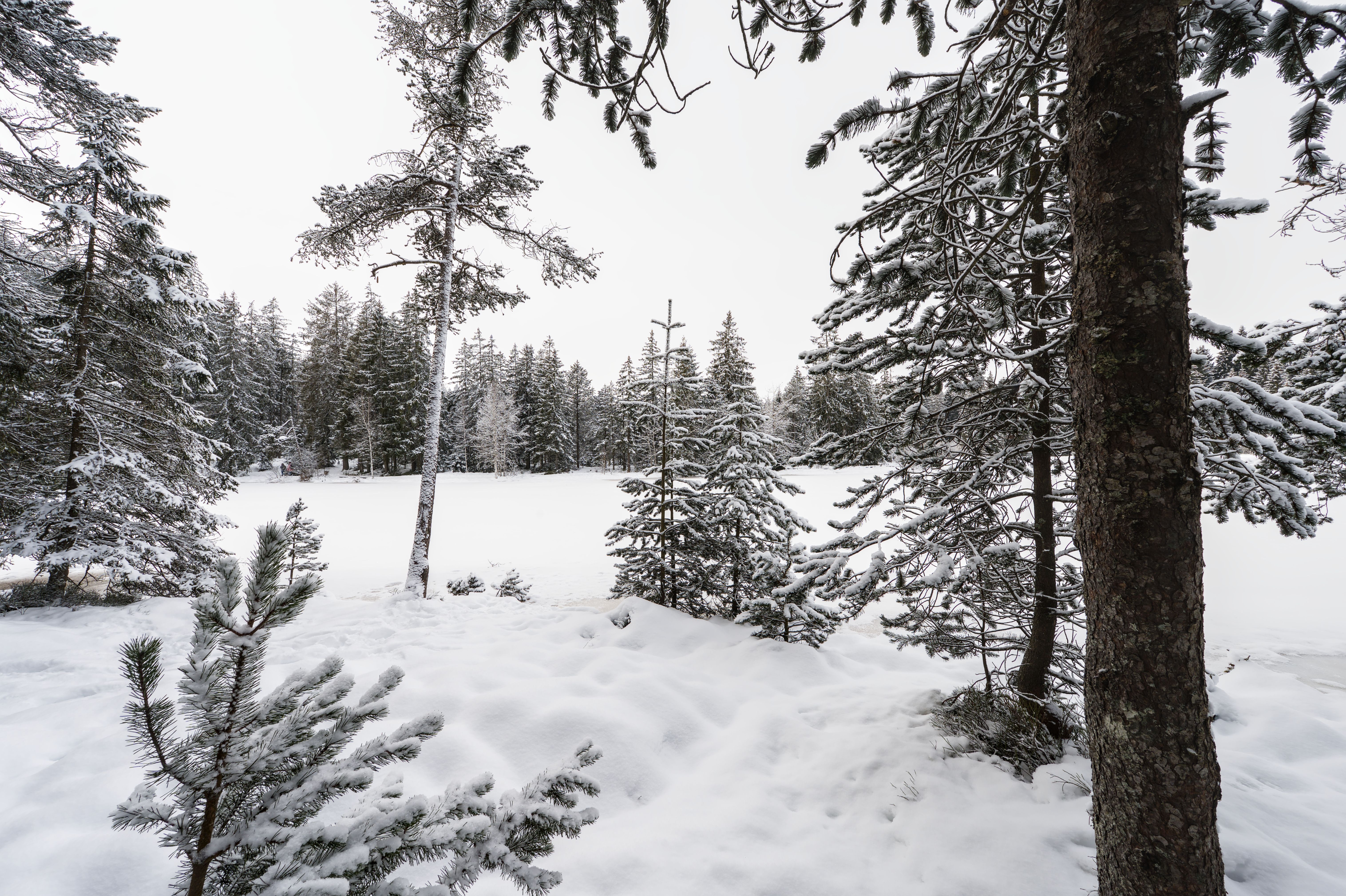 Snowy Forest Landscape in Winter · Free Stock Photo
