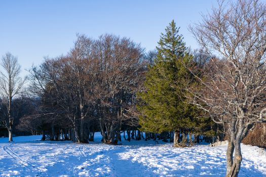A serene winter forest scene with snow-covered ground and bare trees under a blue sky.