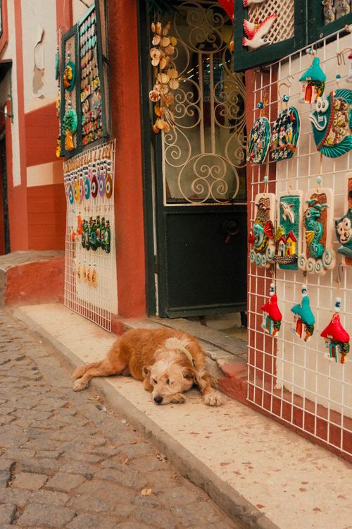 Free A dog lies peacefully beside a vibrant souvenir shop in Ayvalık, Türkiye. Stock Photo