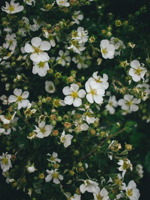 Free Vibrant close-up of delicate white flowers in full bloom with green foliage background. Stock Photo