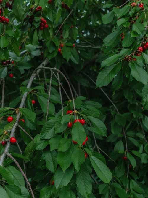 Free Lush cherry tree branches with bright red cherries and rich green leaves. Stock Photo
