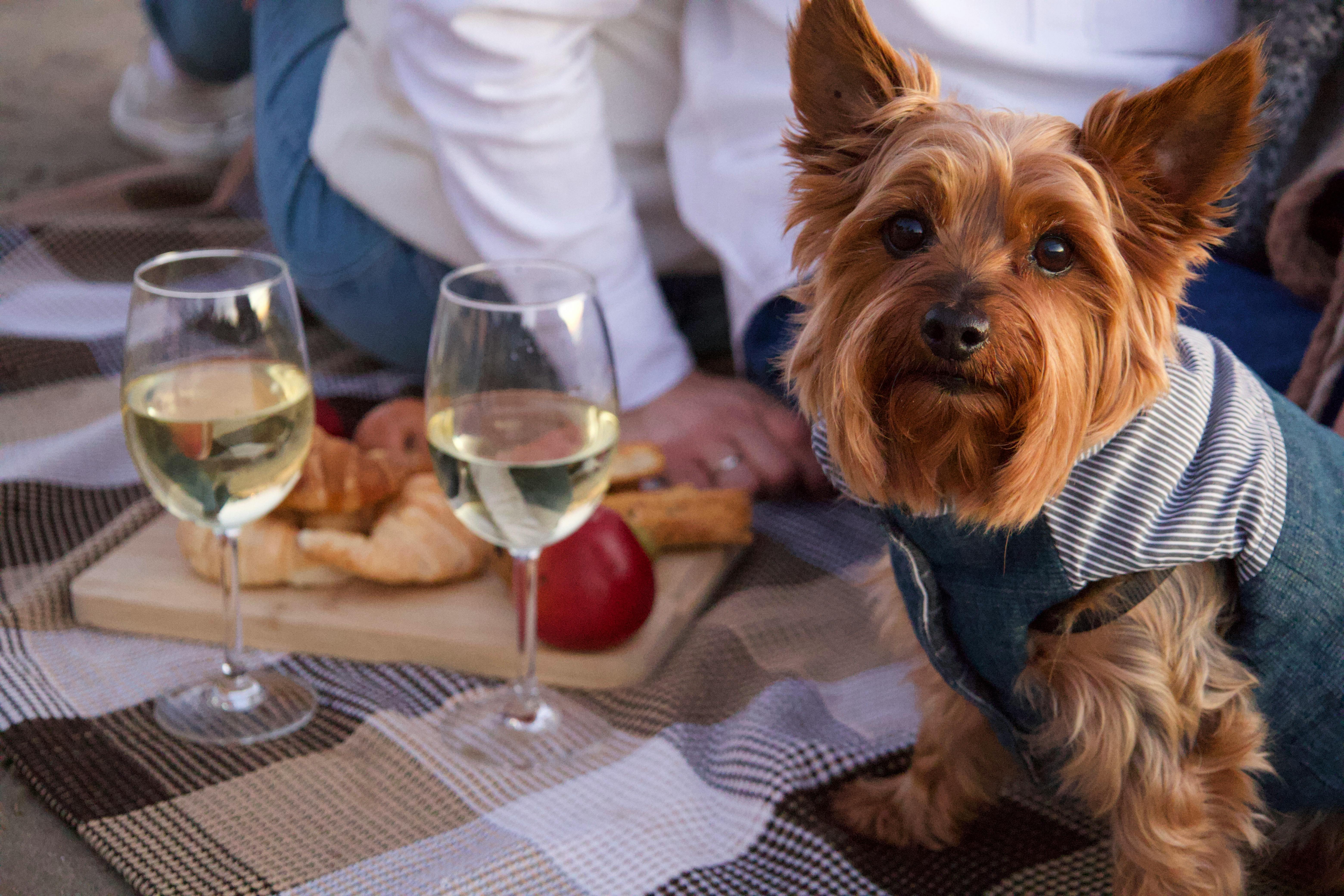 Alcohol and Pets: Why Even Small Amounts Are Dangerous